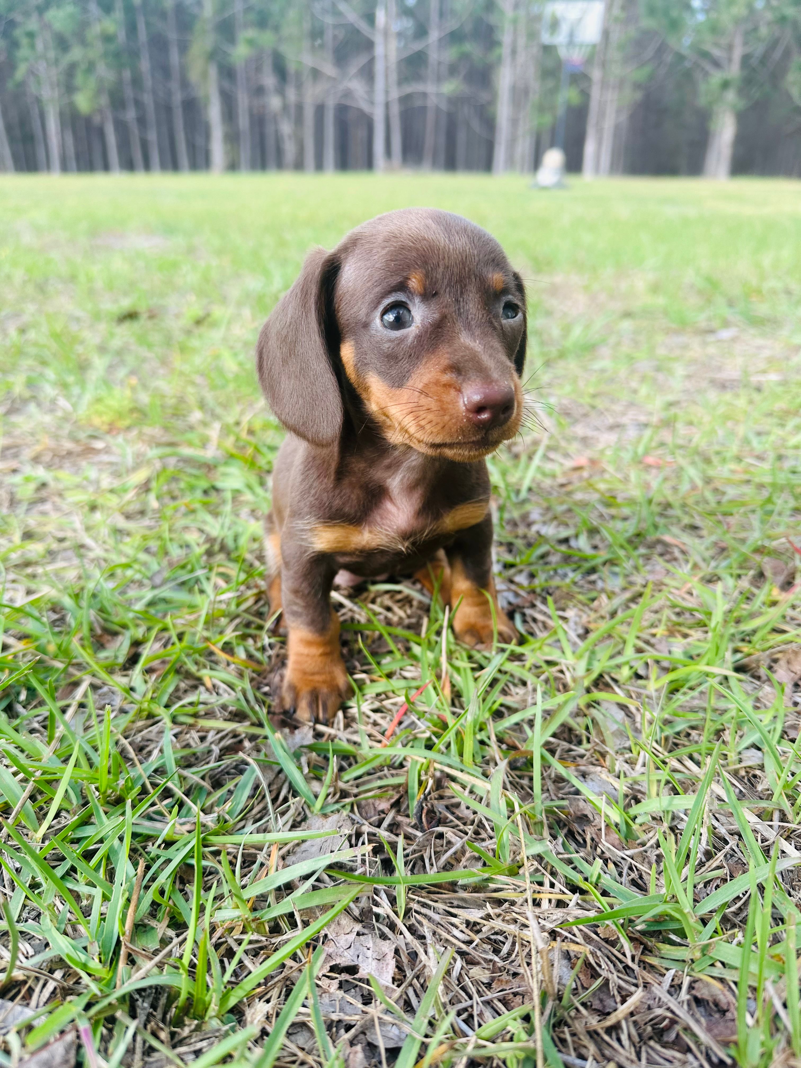 Coco – Miniature Dachshund puppy for sale in Alma, GA