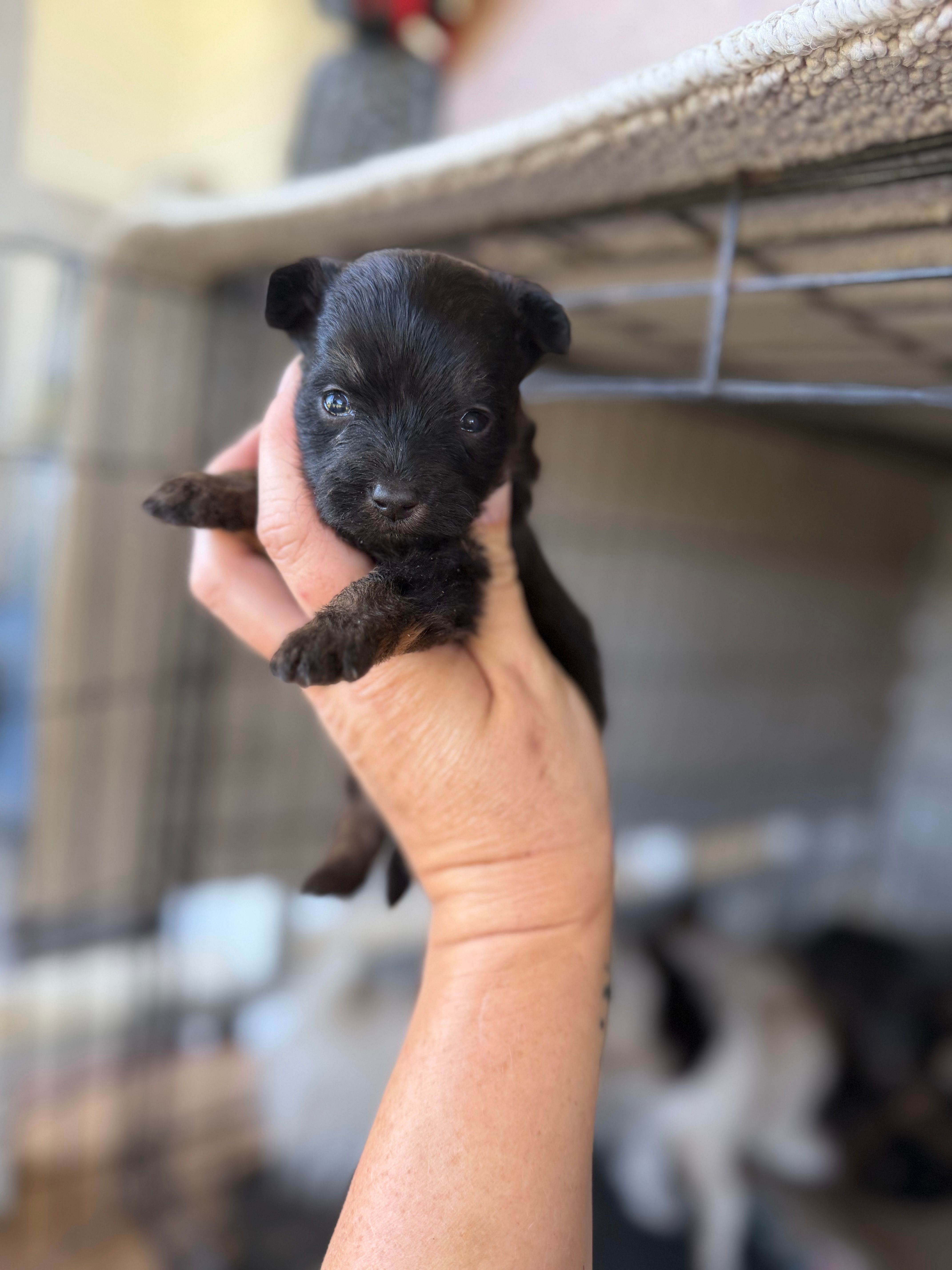 Rose – Pomeranian, Miniature Australian Shepherd puppy for sale in Alma, GA