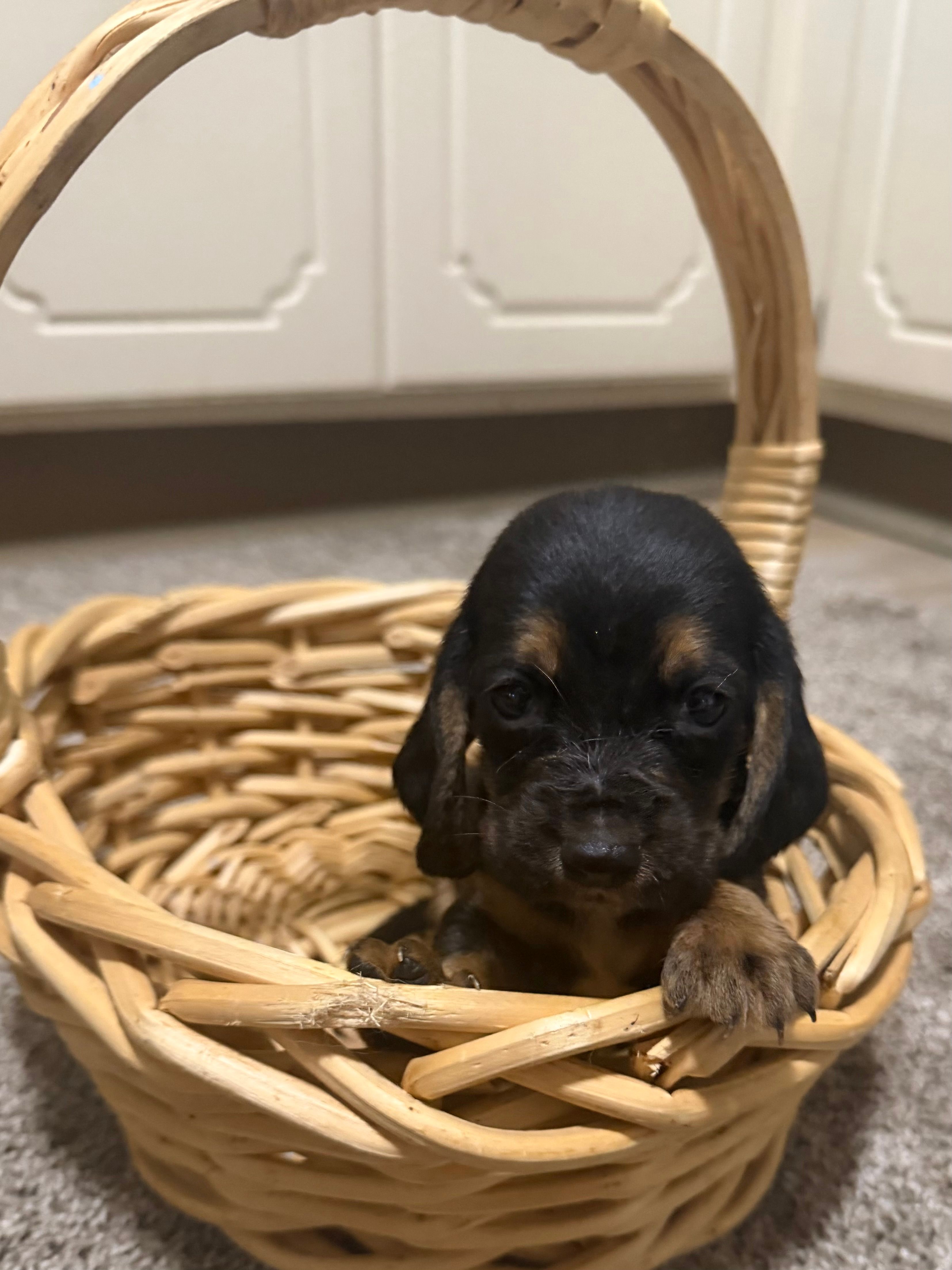 Harry – Basset Hound puppy for sale in Alma, GA