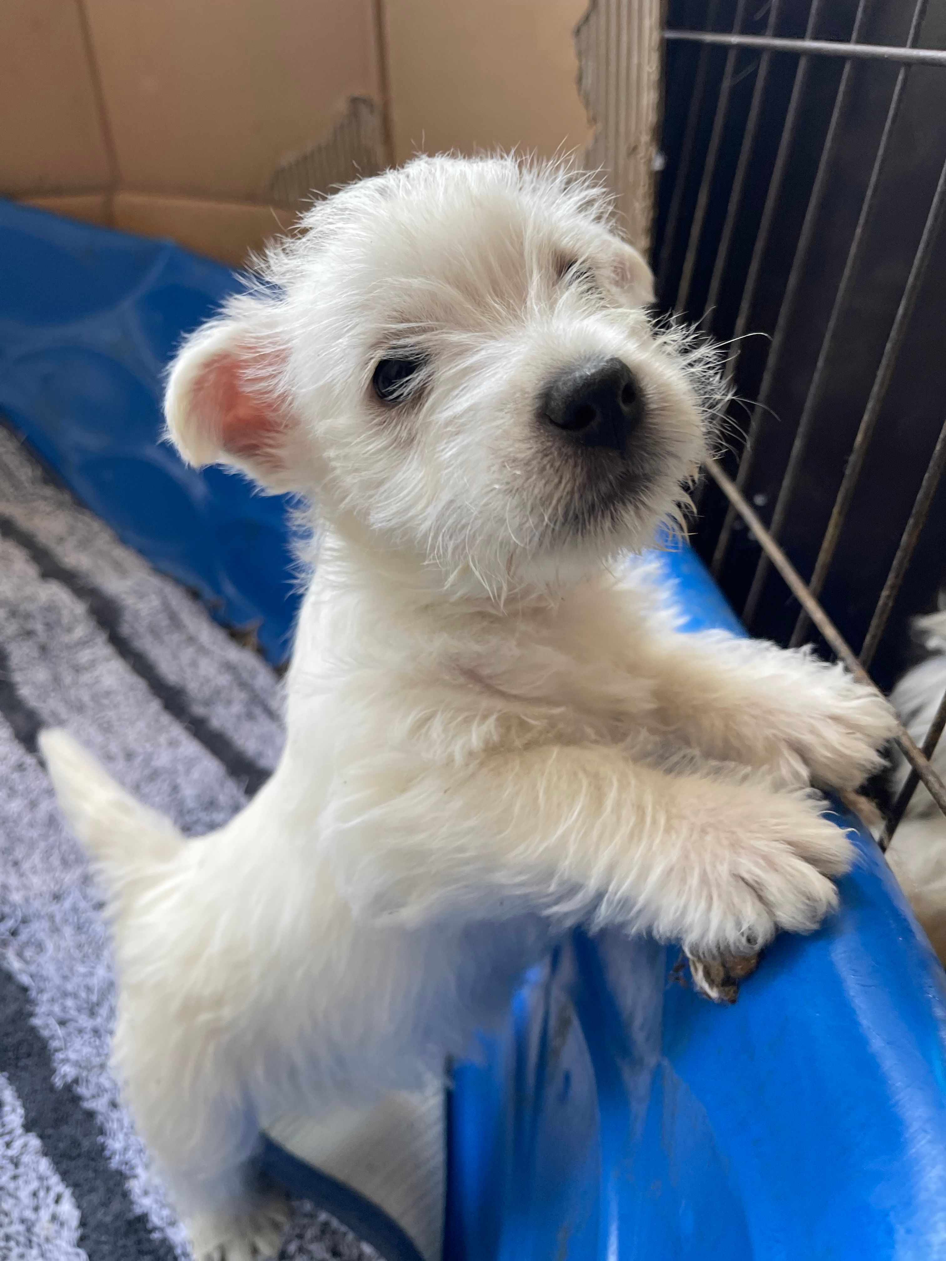 Kirk – West Highland White Terrier puppy for sale in Sacramento, CA