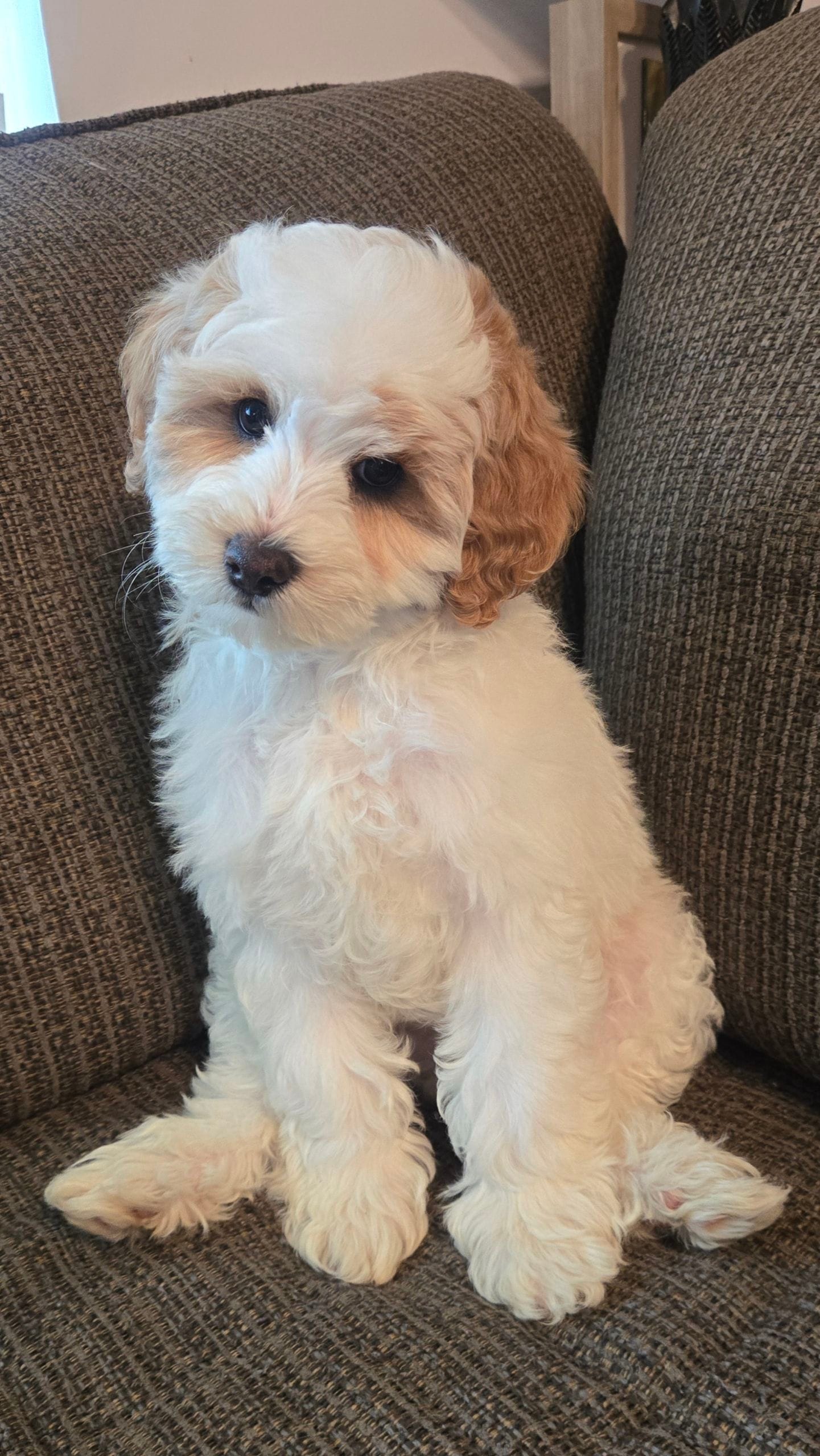 Spot – Miniature Bernedoodle puppy for sale in Orem, UT