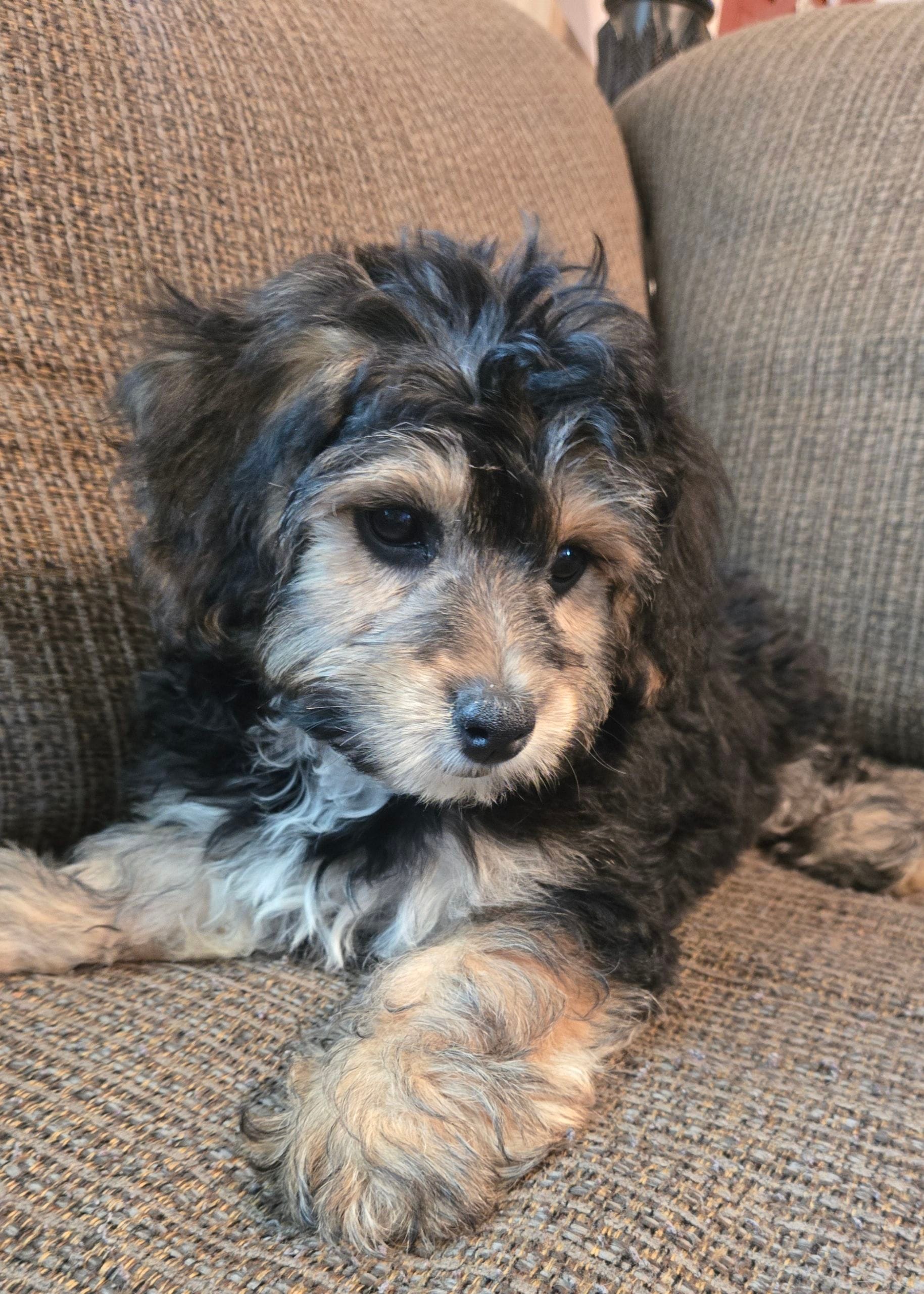 Benett – Cavapoo, Miniature Bernedoodle puppy for sale in Orem, UT