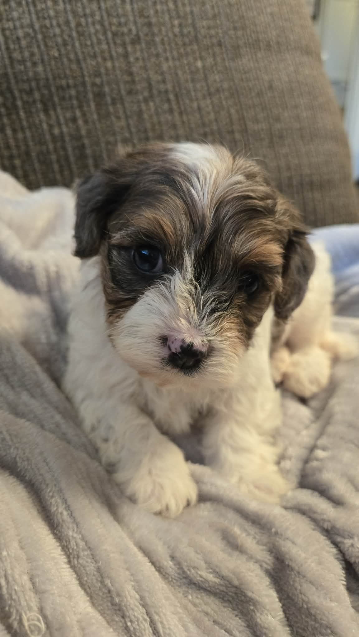 Champ, a male Cavapoo and Miniature Bernedoodle for sale in Orem, UT – Photo 2 of 2