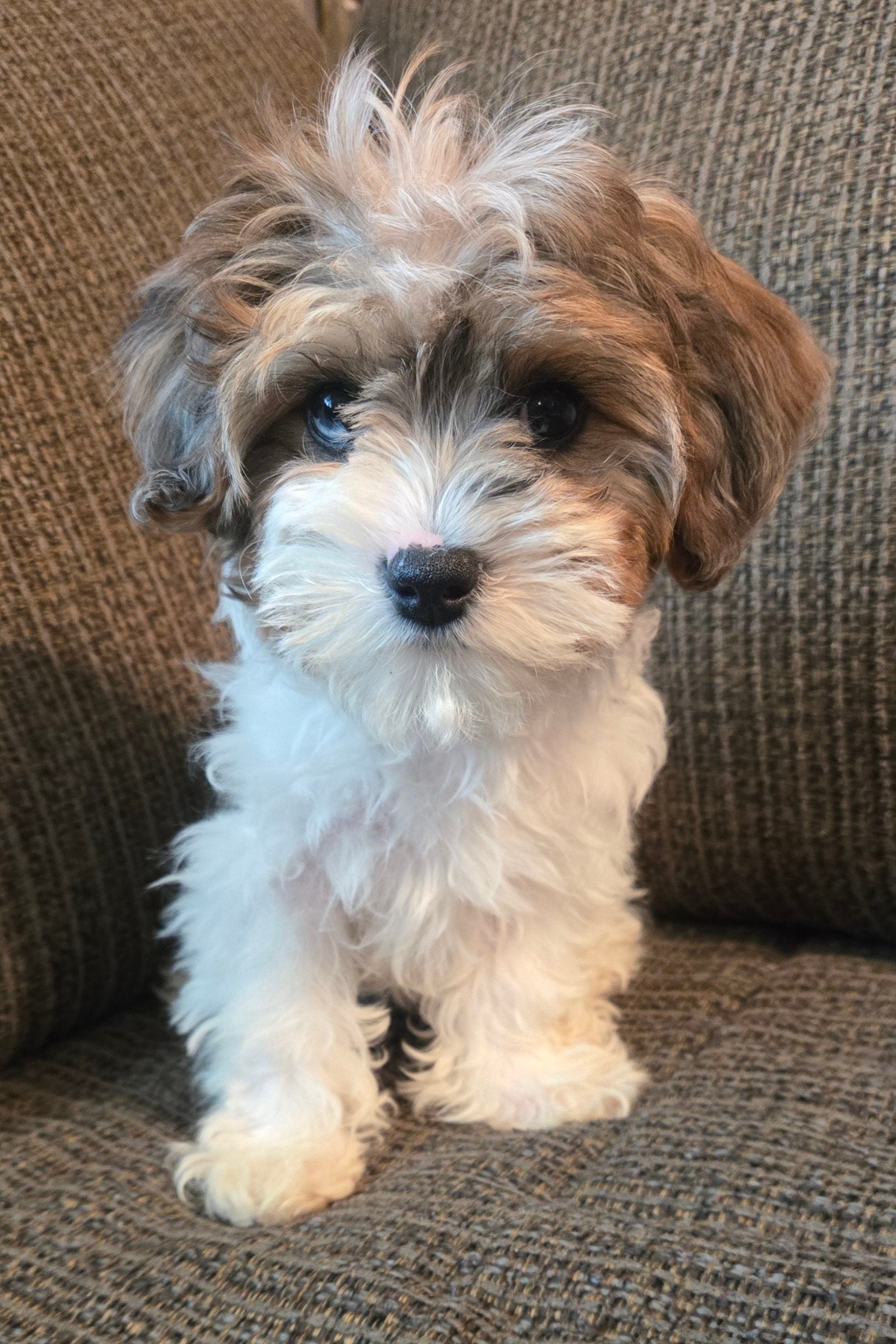 Champ – Cavapoo, Miniature Bernedoodle puppy for sale in Orem, UT