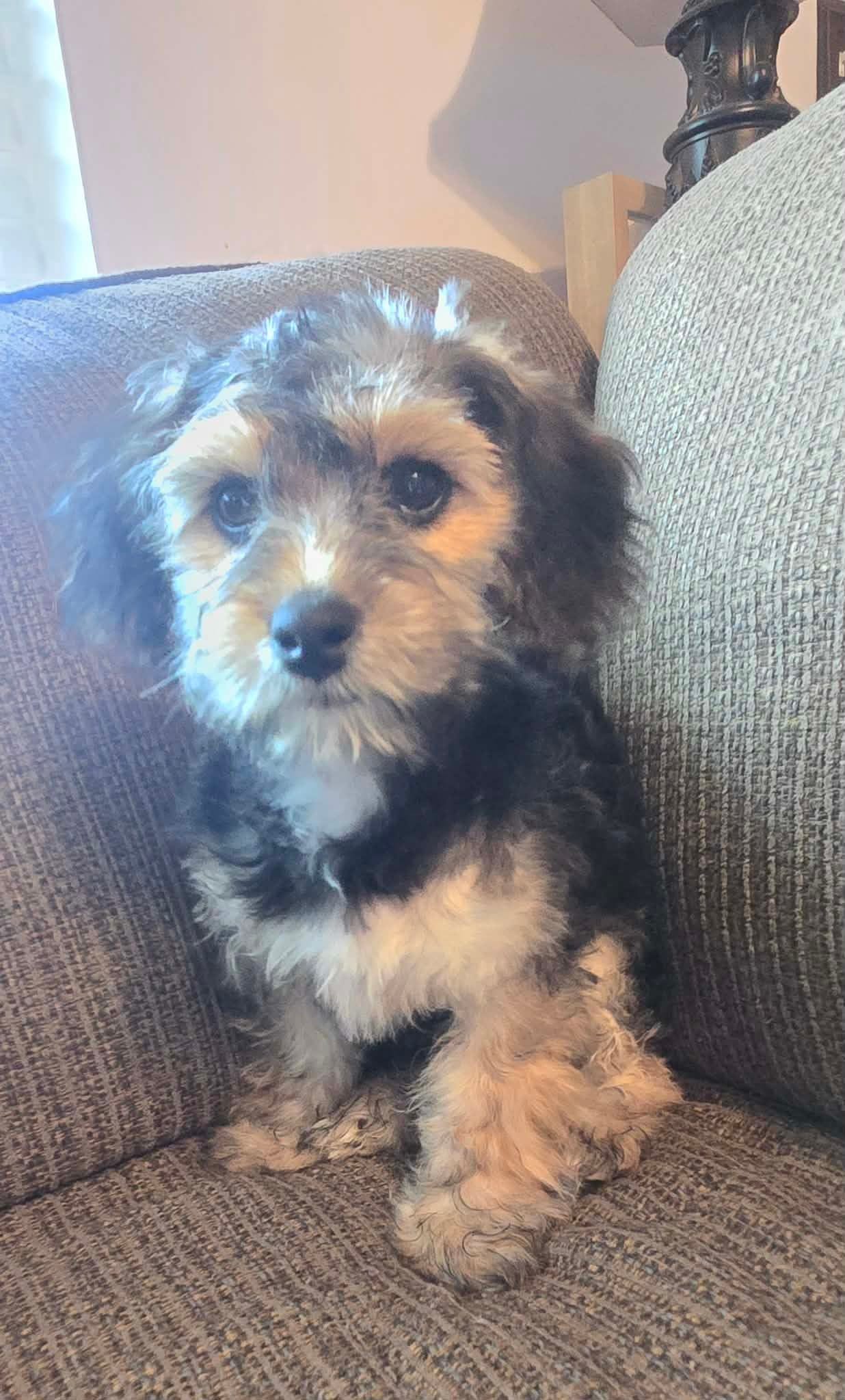 Benett – Cavapoo, Miniature Bernedoodle puppy for sale in Orem, UT