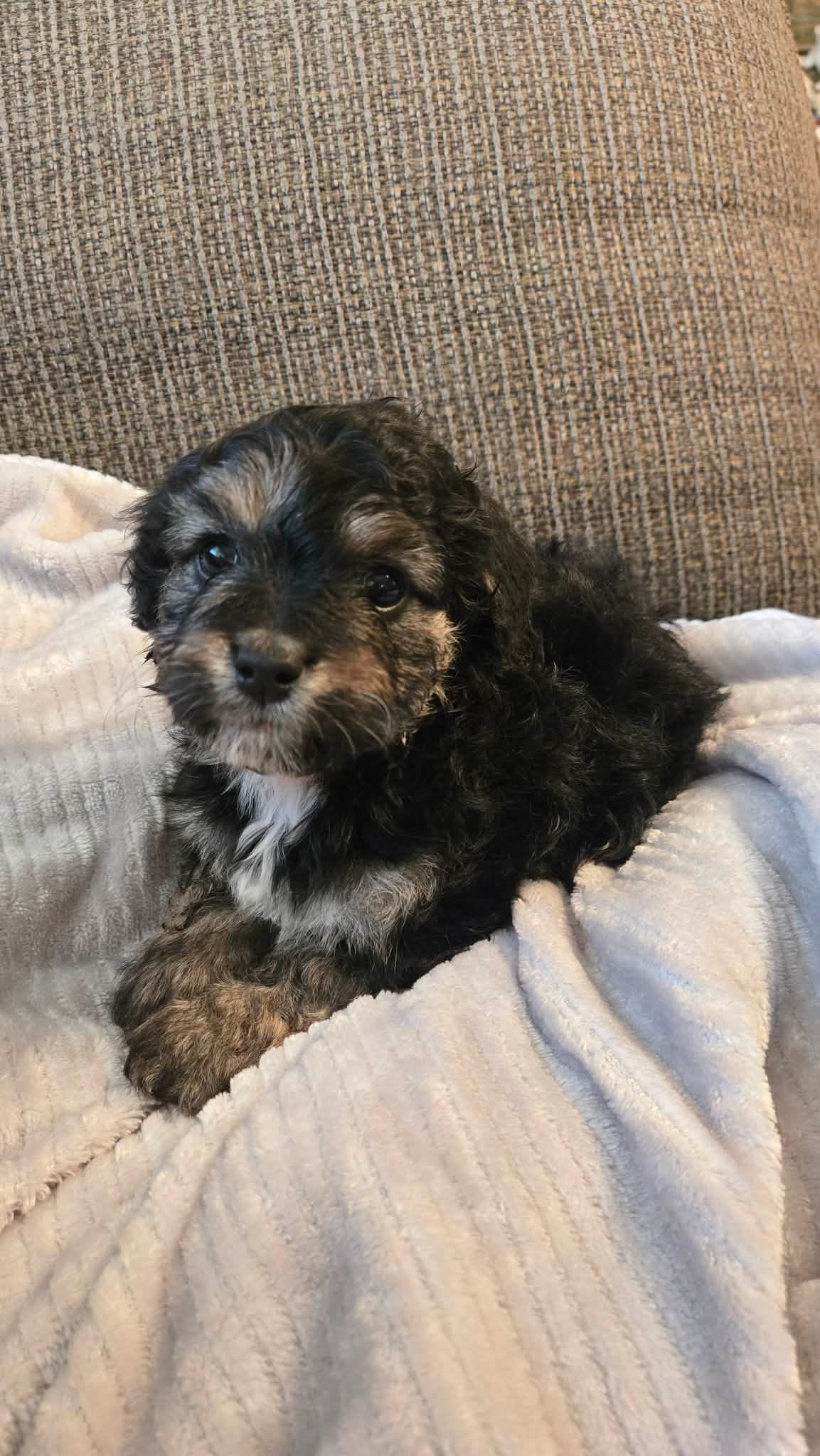 Benett, a male Cavapoo and Miniature Bernedoodle for sale in Orem, UT – Photo 2 of 2