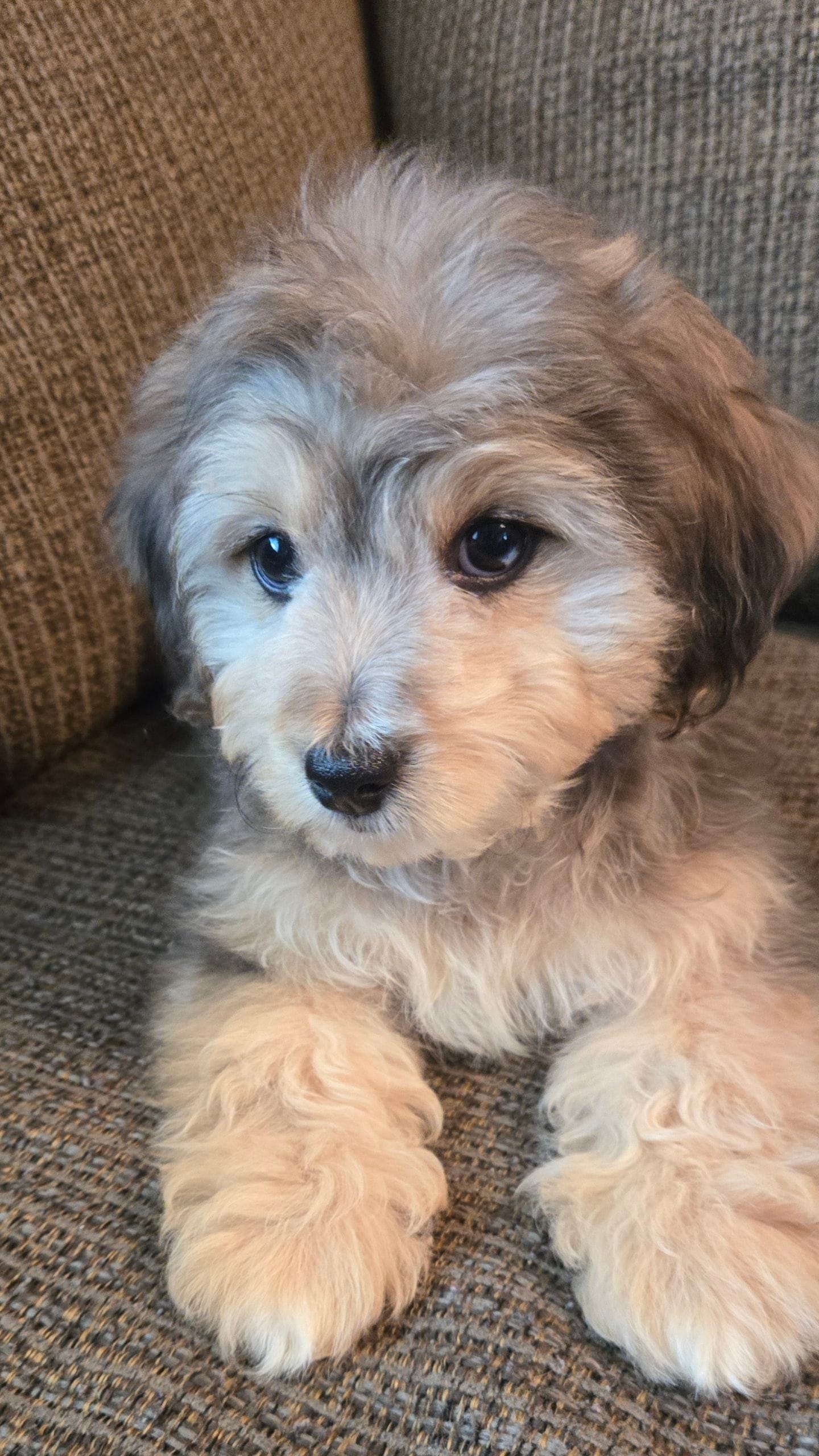 Duke – Cavapoo, Miniature Bernedoodle puppy for sale in Orem, UT