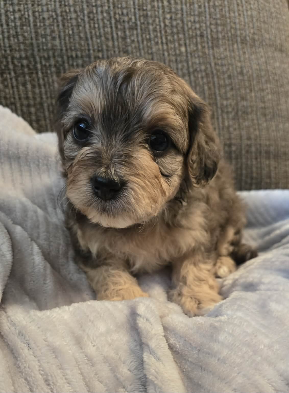 Duke, a male Cavapoo and Miniature Bernedoodle for sale in Orem, UT – Photo 2 of 2