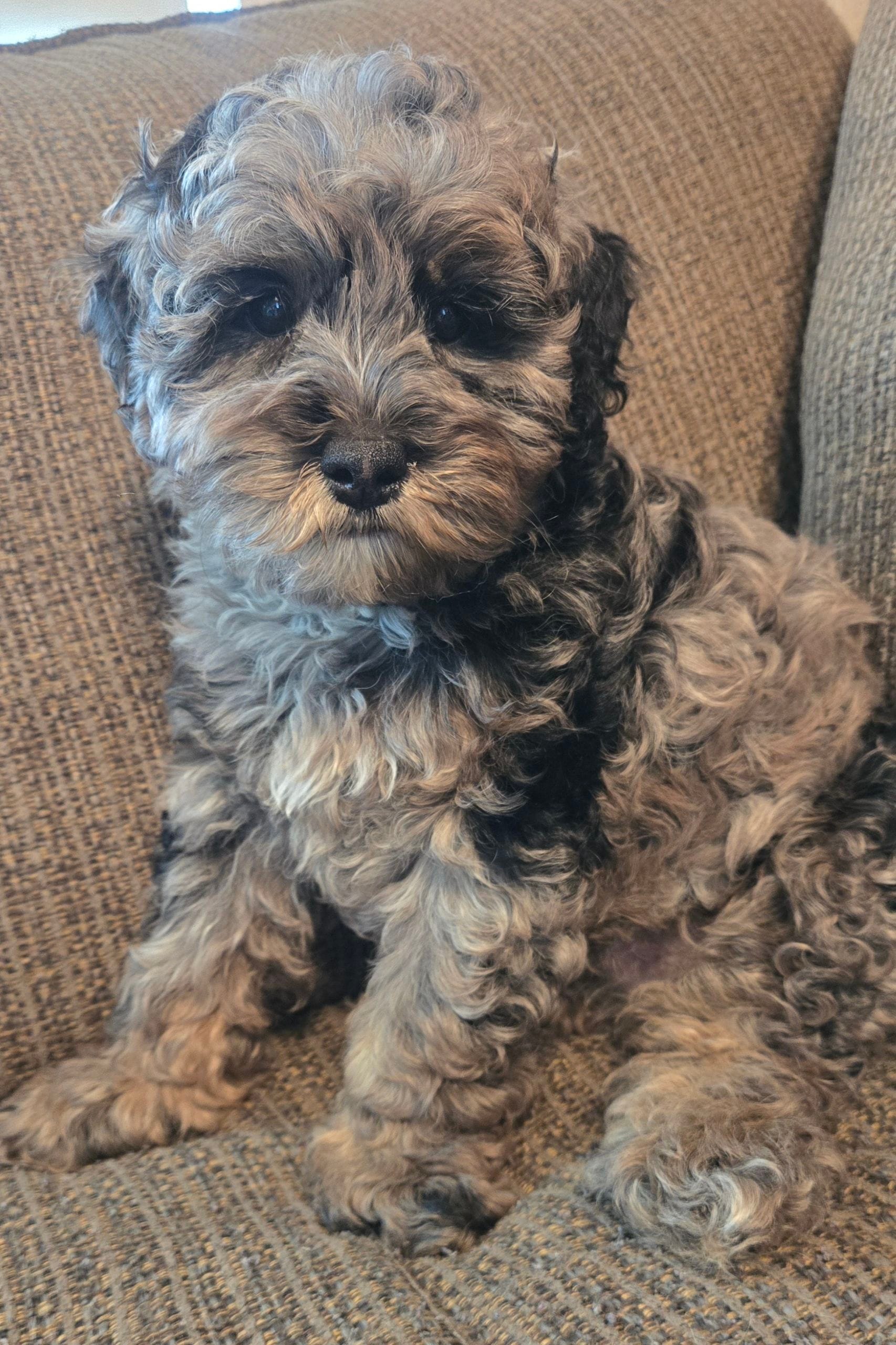 Pancho – Miniature Bernedoodle puppy for sale in Orem, UT