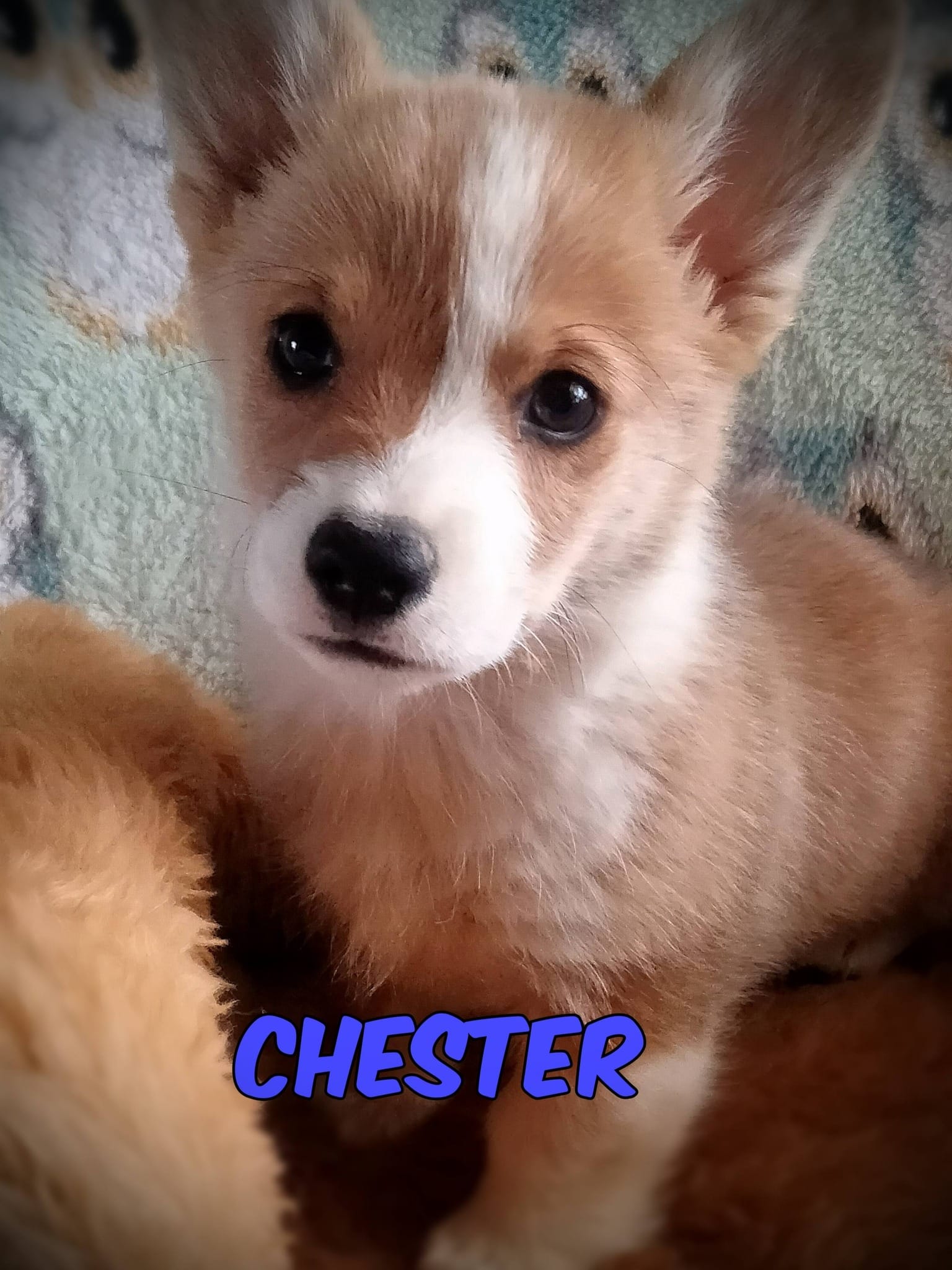 Chester  – Pembroke Welsh Corgi puppy for sale in Apple Valley, CA