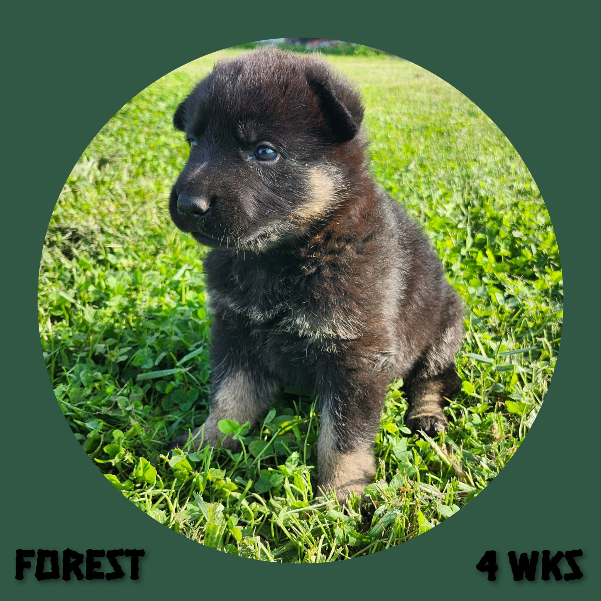 Forest  – German Shepherd Dog puppy for sale in Brookfield, MO
