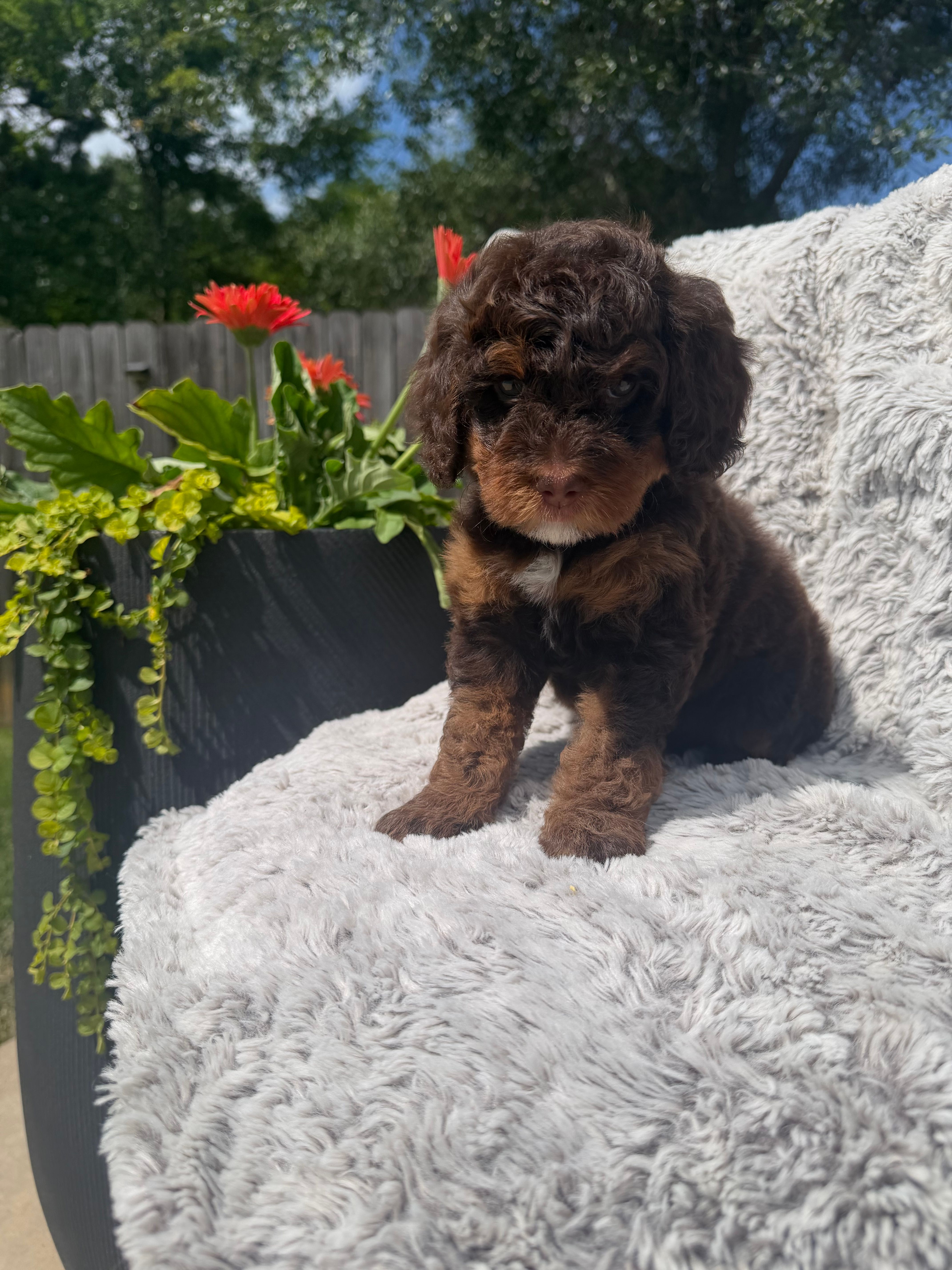Boy 2 – Miniature Bernedoodle puppy for sale in Mobile, AL