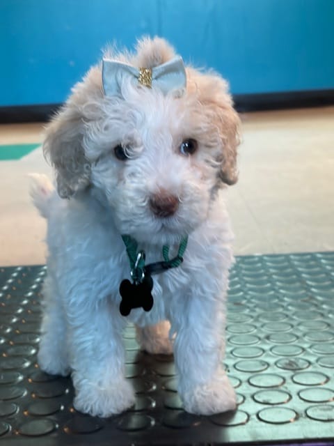 Dandelion – Miniature Goldendoodle puppy for sale in Houston, TX