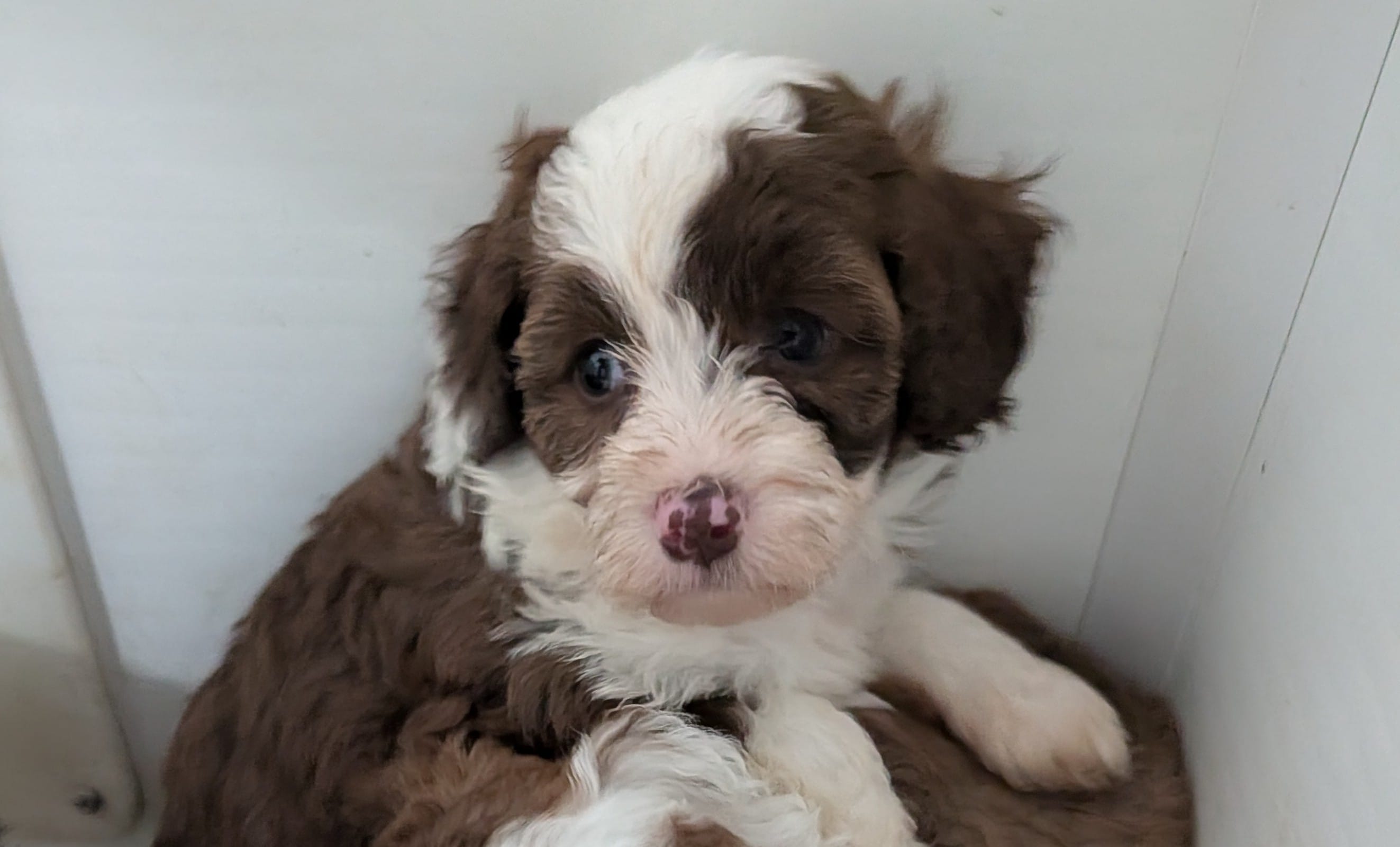Cinnamon  – Poodle - Miniature , Miniature Aussiedoodle puppy for sale in Bolivar, MO
