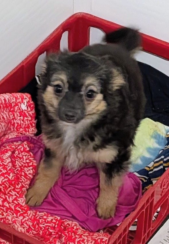 Maxwell  – Chihuahua puppy for sale in Bolivar, MO