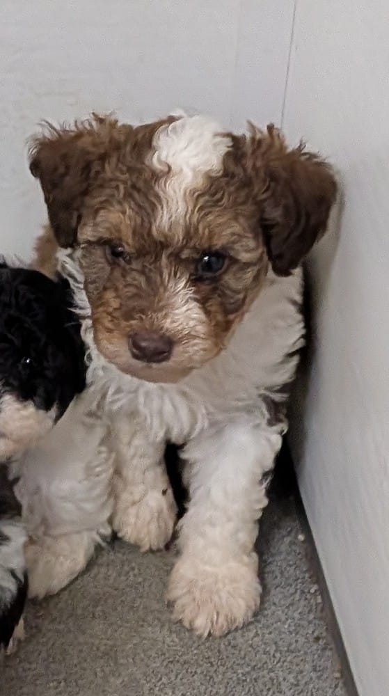 Wilbur  – Poodle - Miniature , Miniature Aussiedoodle puppy for sale in Bolivar, MO