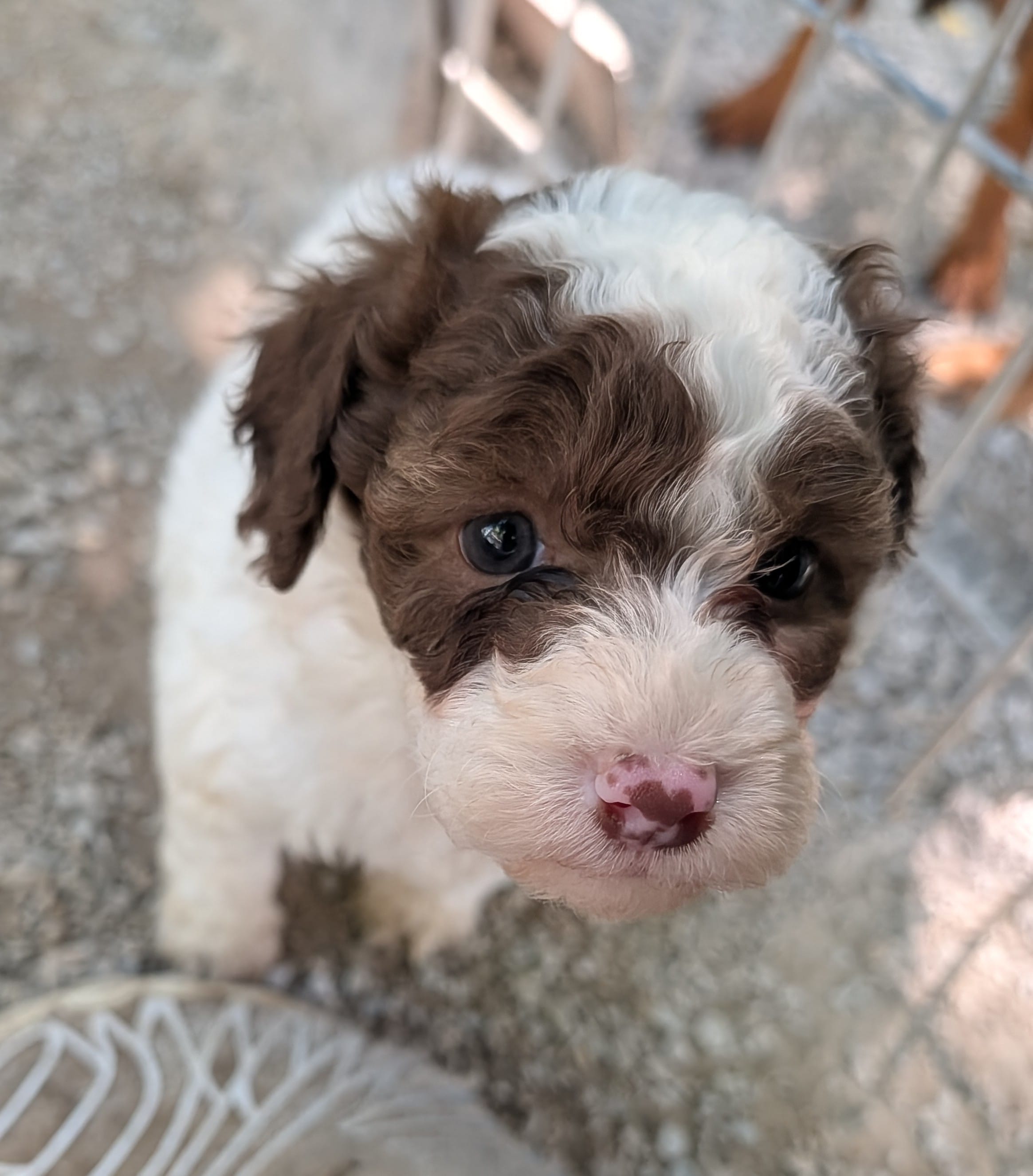 Dolly – Poodle - Miniature , Miniature Aussiedoodle puppy for sale in Bolivar, MO