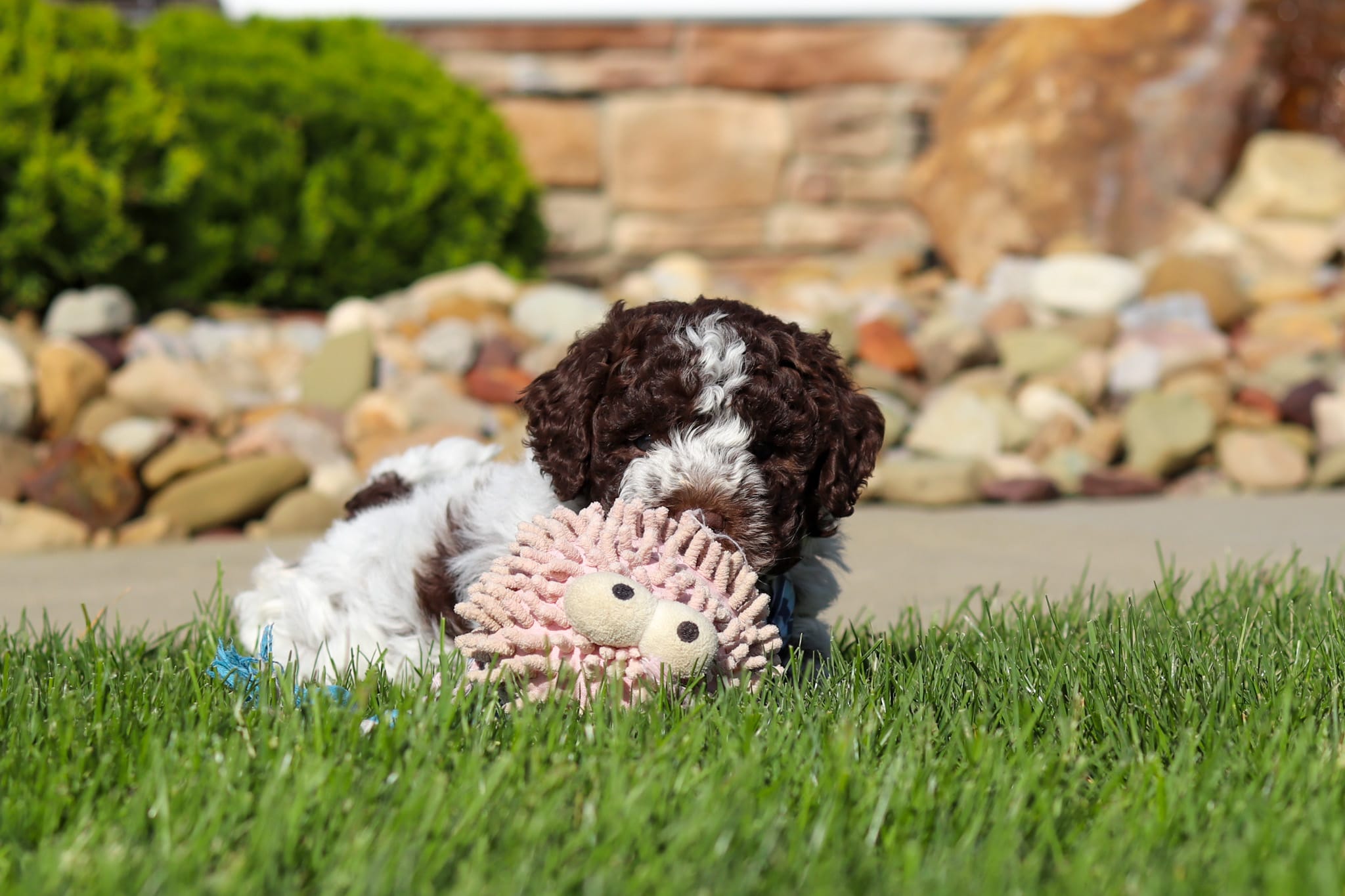 Riley – Lagotto Romagnolo puppy for sale in Millersburg, OH