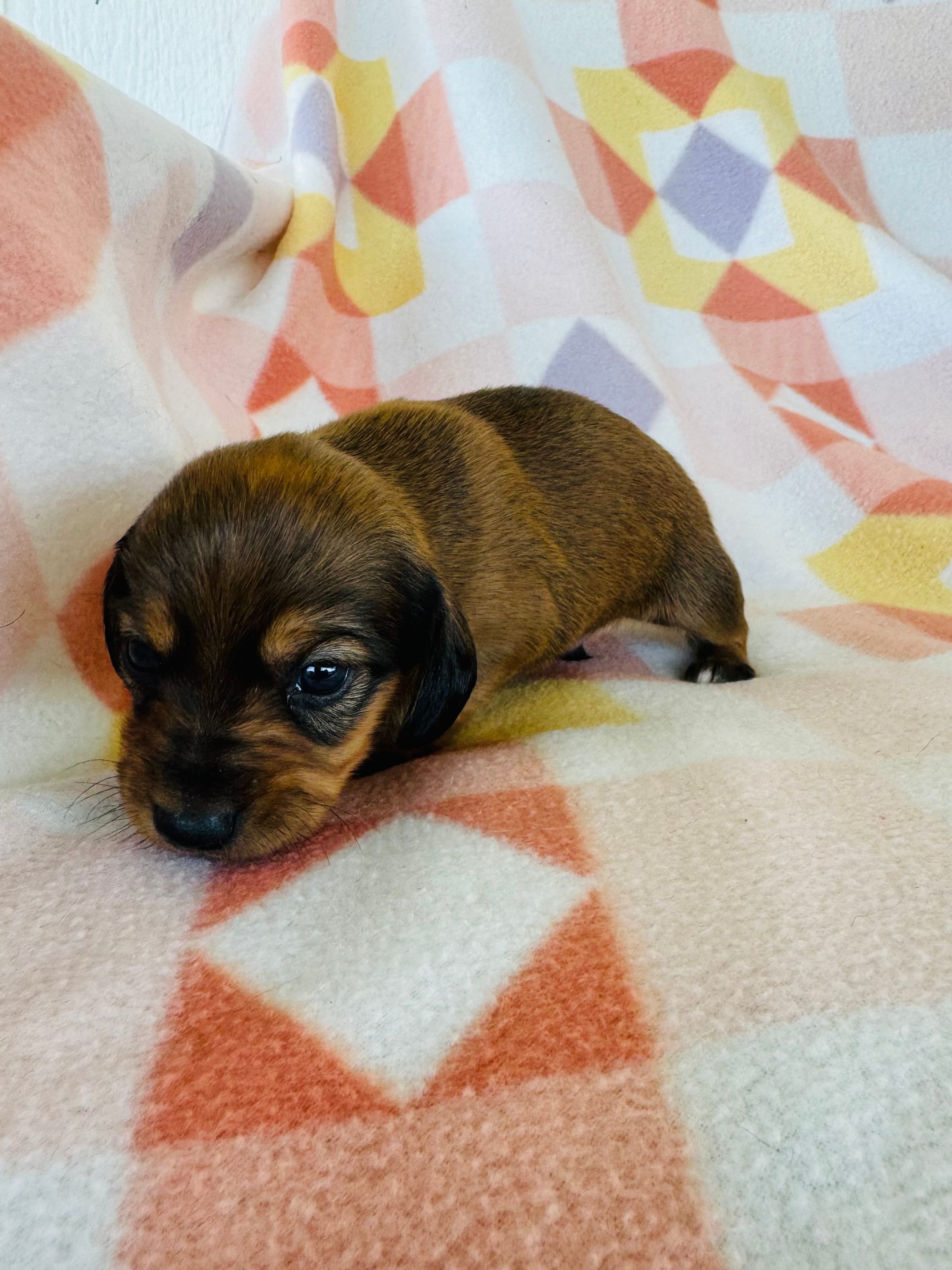 Boy 2 – Dachshund, Miniature Dachshund puppy for sale in Davis, OK