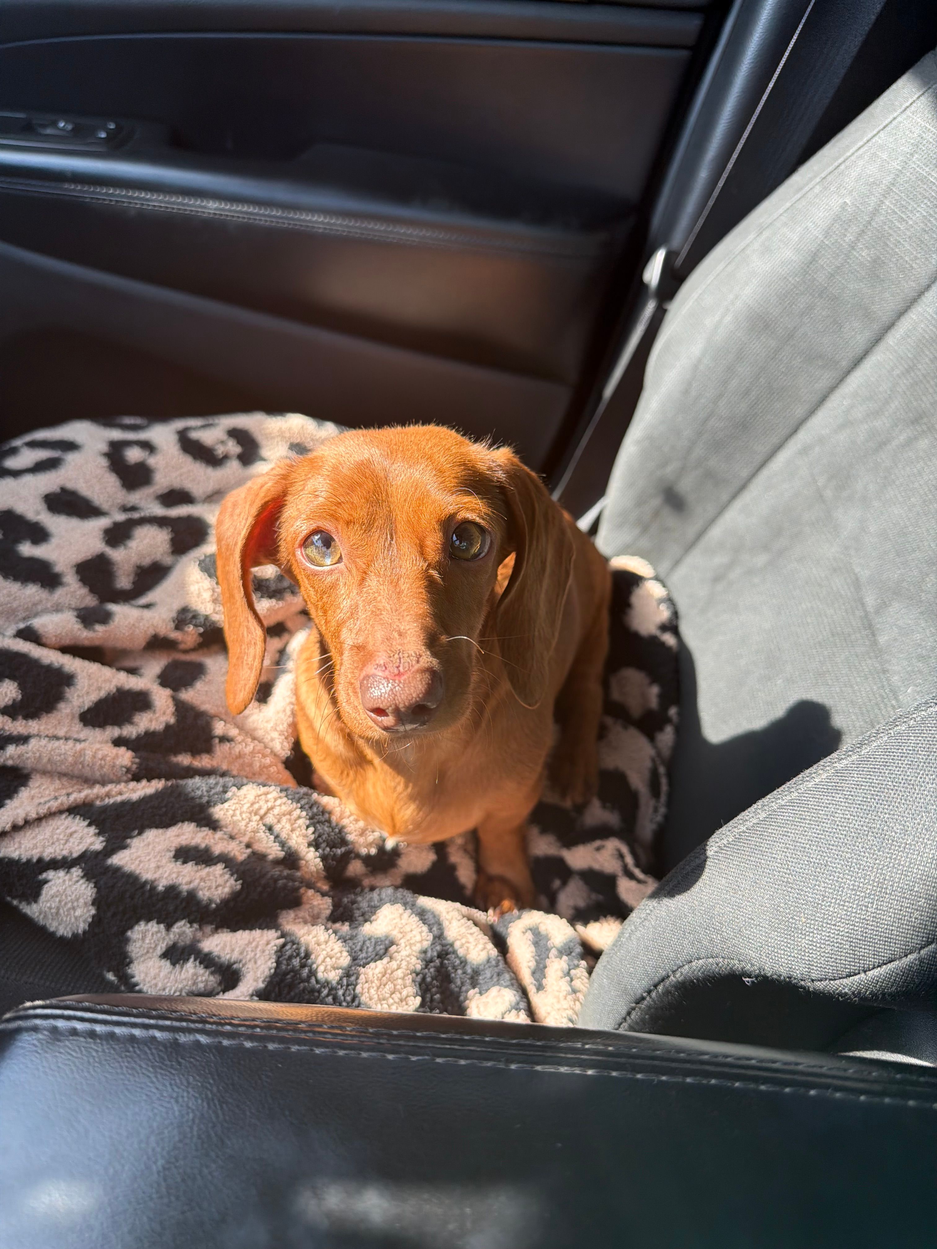Penny – Miniature Dachshund puppy for sale in Davis, OK