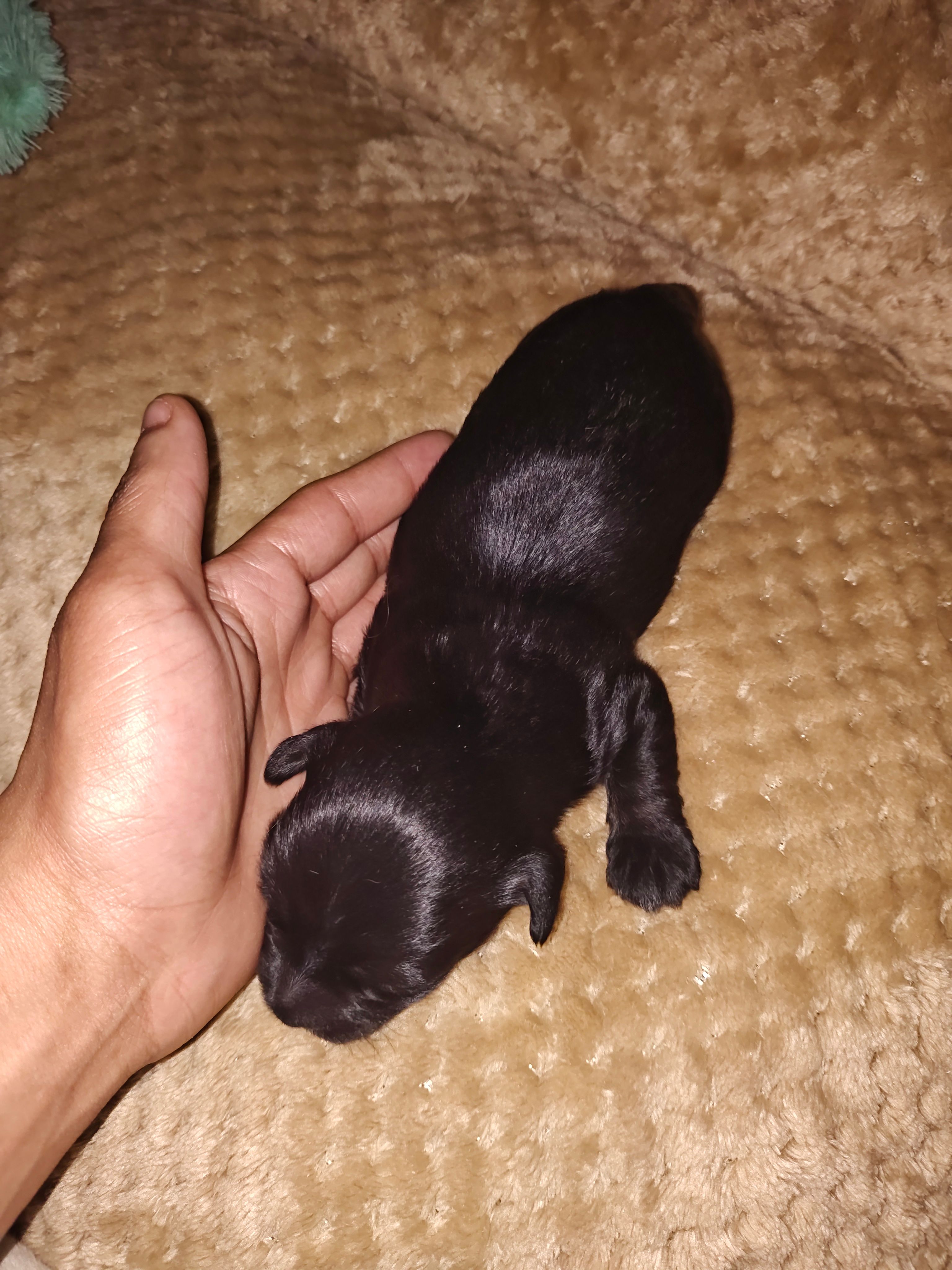 Shadow – Jack Russell Terrier, Shihpoo puppy for sale in Pittsburgh, PA