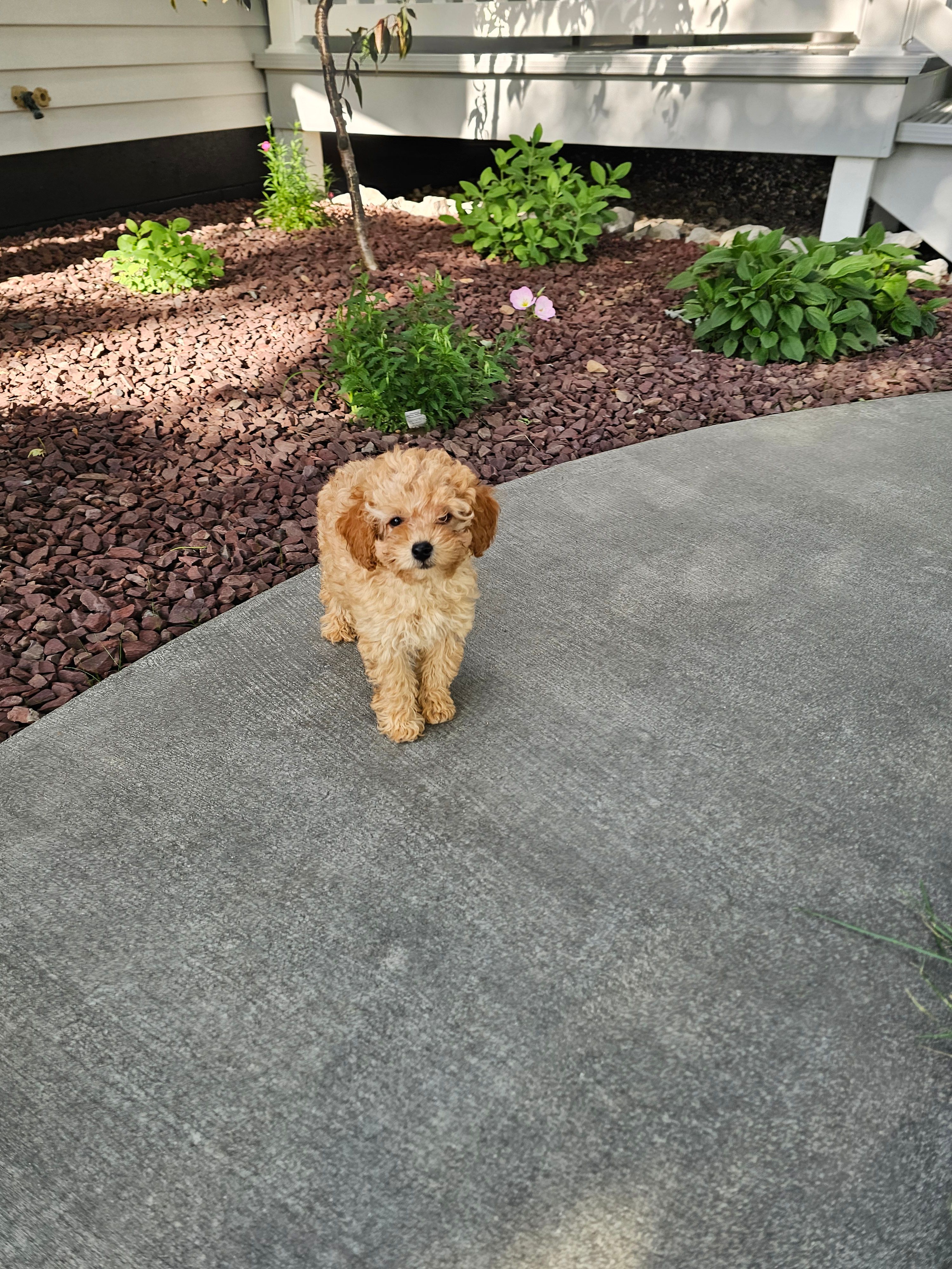Hazel  – Poodle - Toy  puppy for sale in Montgomery, IN