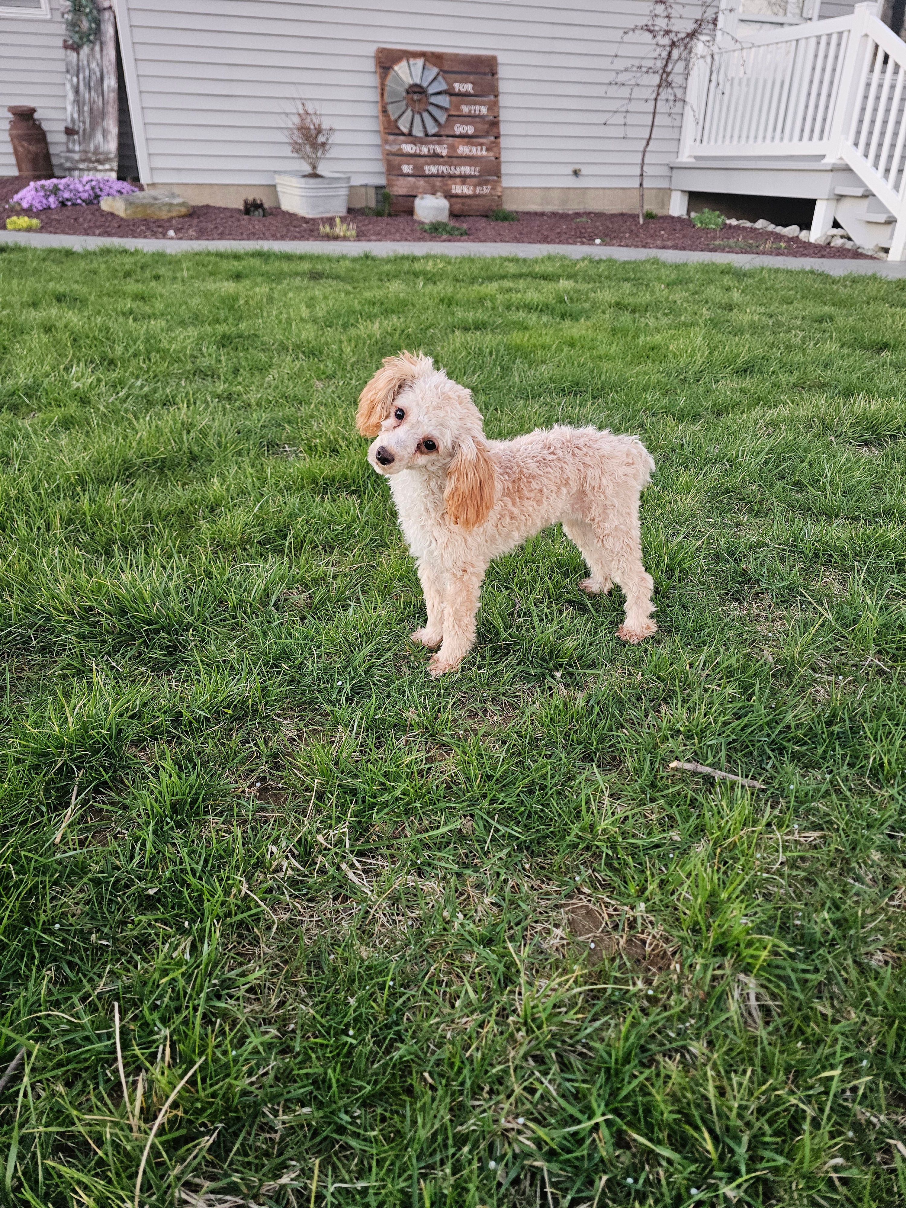 Claire – Poodle - Toy  puppy for sale in Montgomery, IN