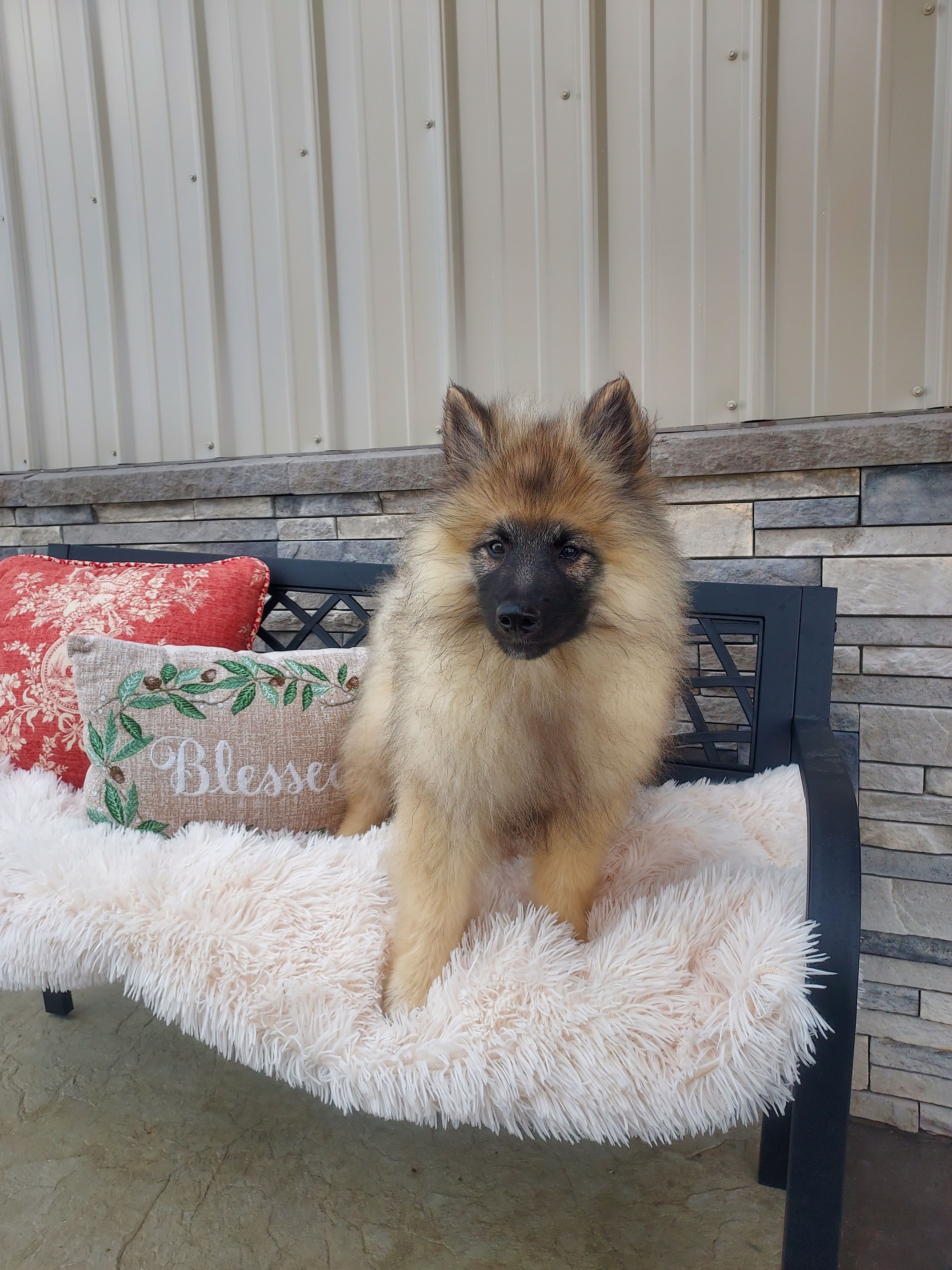 Tanner – Keeshond puppy for sale in Montgomery, IN