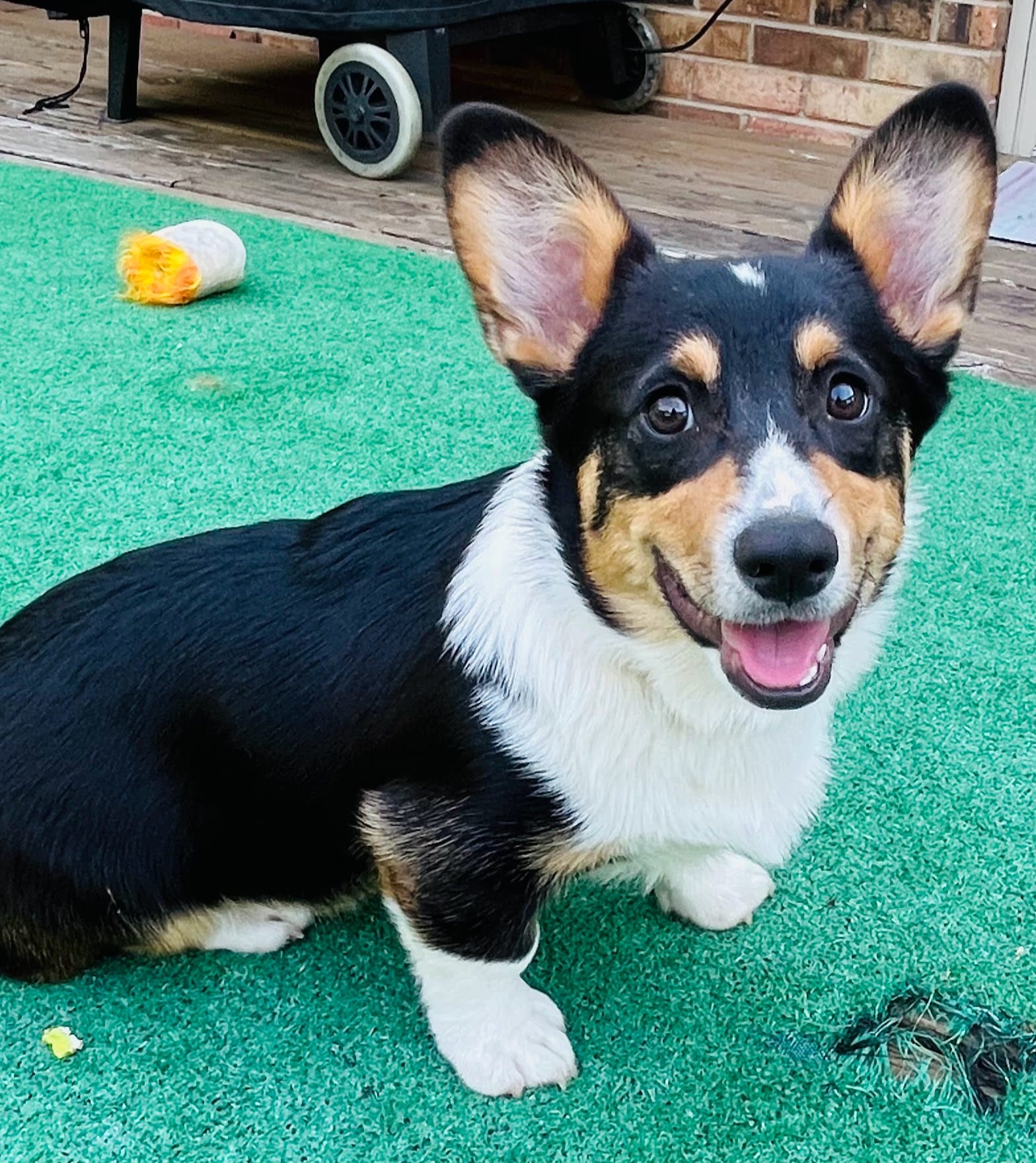 Freckles – Pembroke Welsh Corgi puppy on hold in Goodlettsville, TN