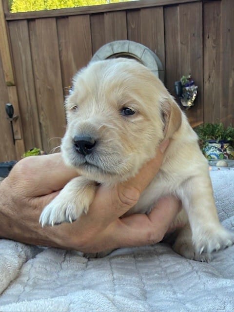Obi – Golden Retriever puppy for sale in San Jose, CA