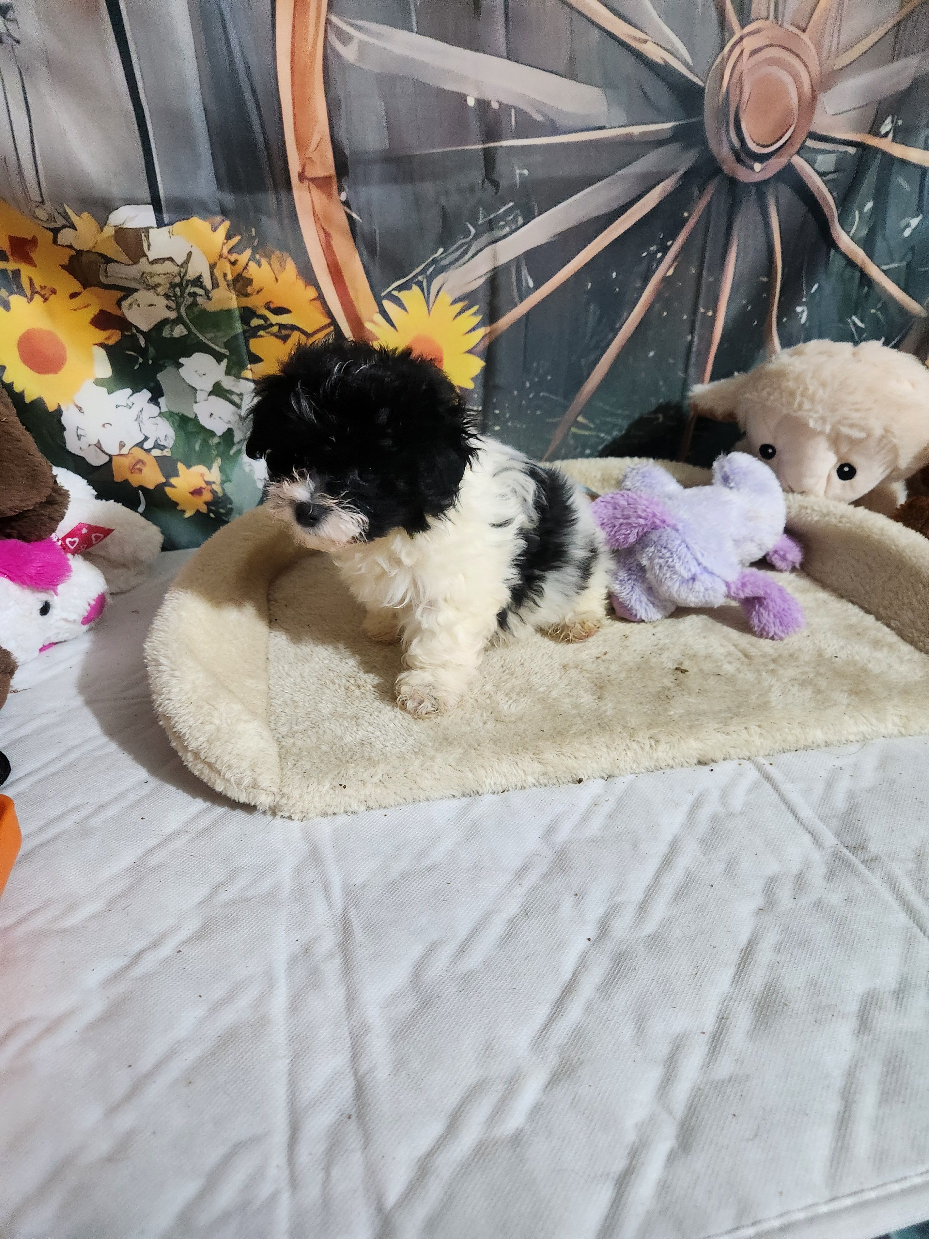 Abby – Schnoodle puppy for sale in Valley Head, AL