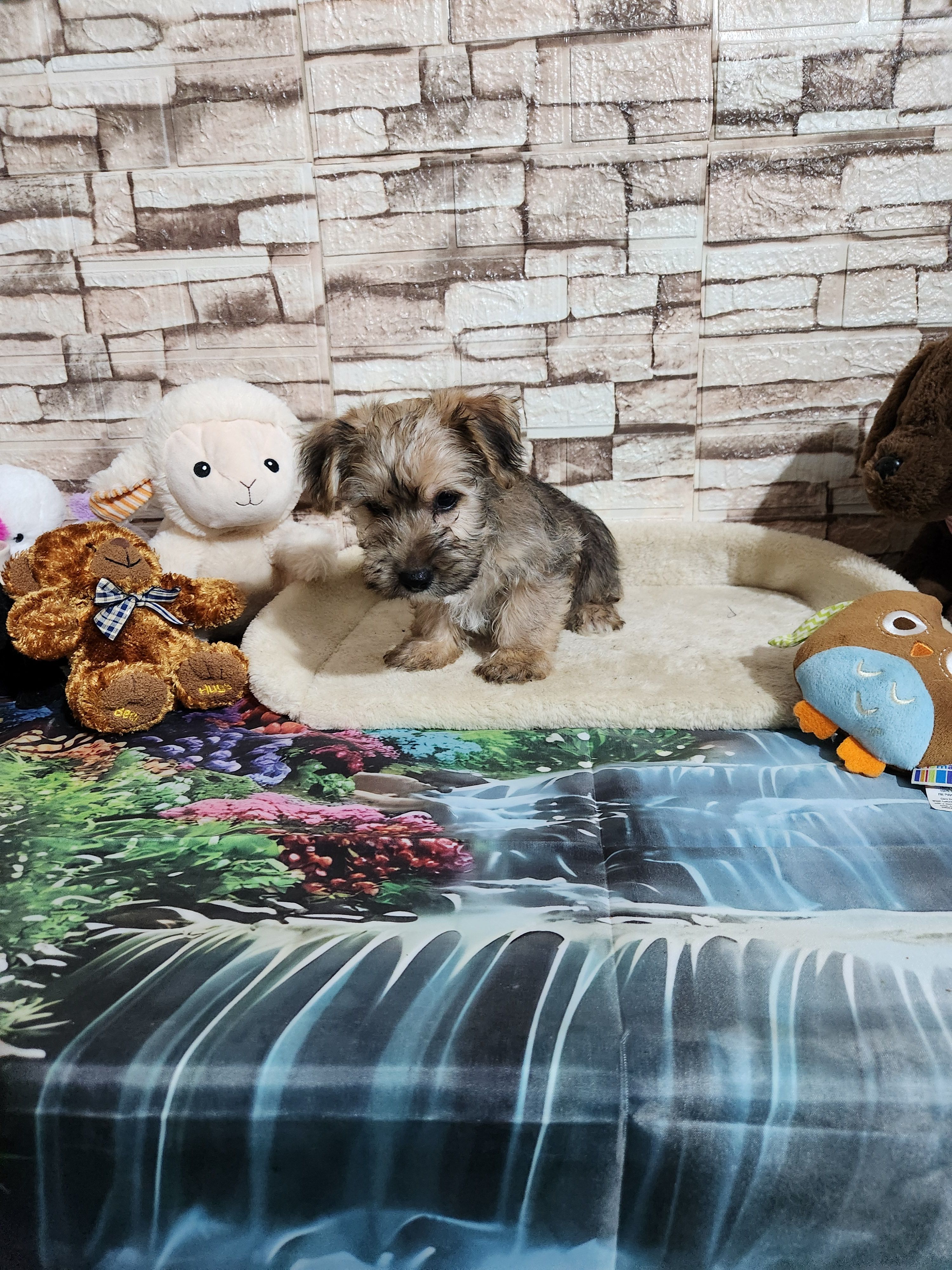 Brown boy – Yorkshire Terrier puppy for sale in Valley Head, AL