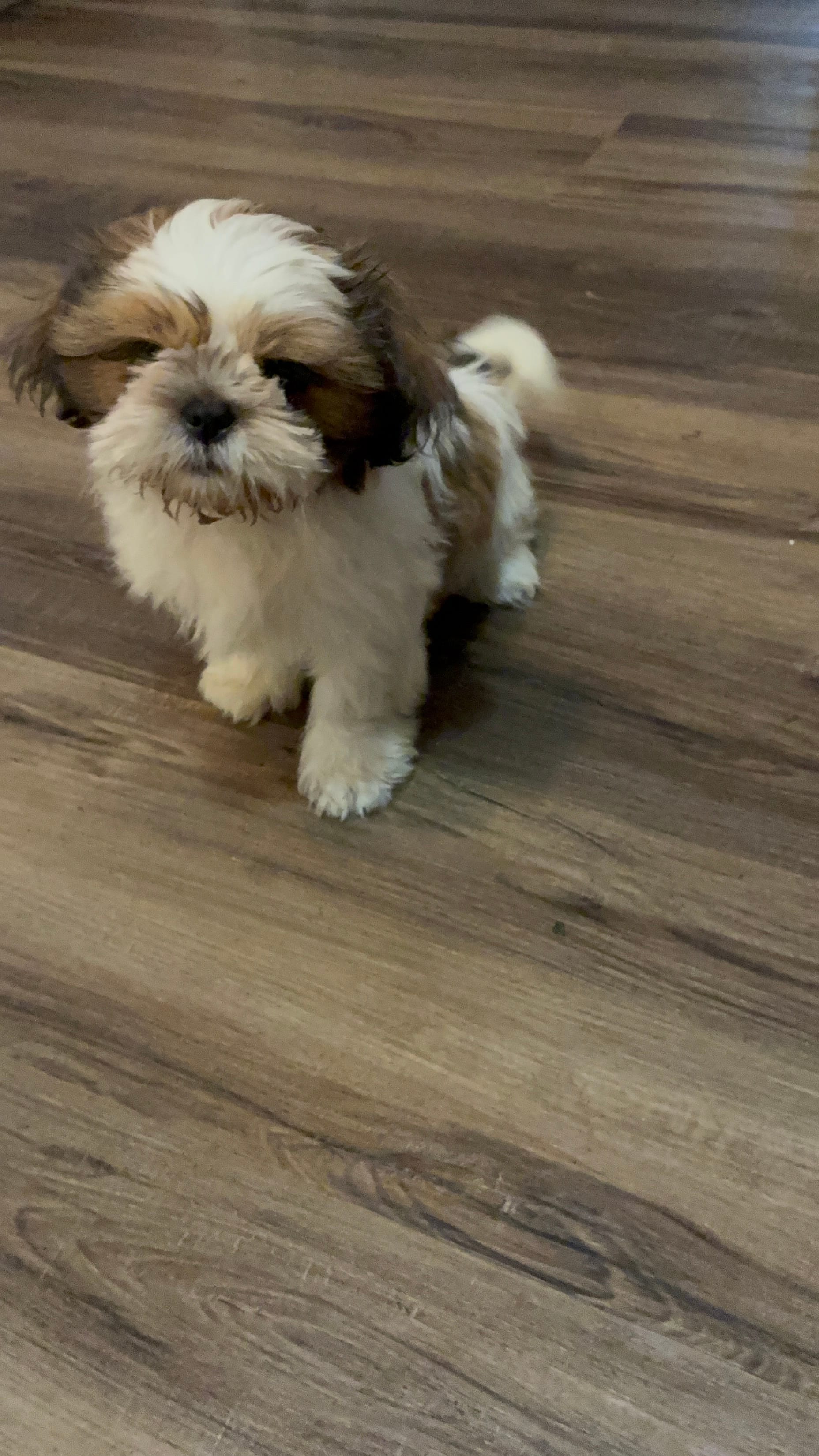 Toy – Shih Tzu puppy for sale in Fort Worth, TX