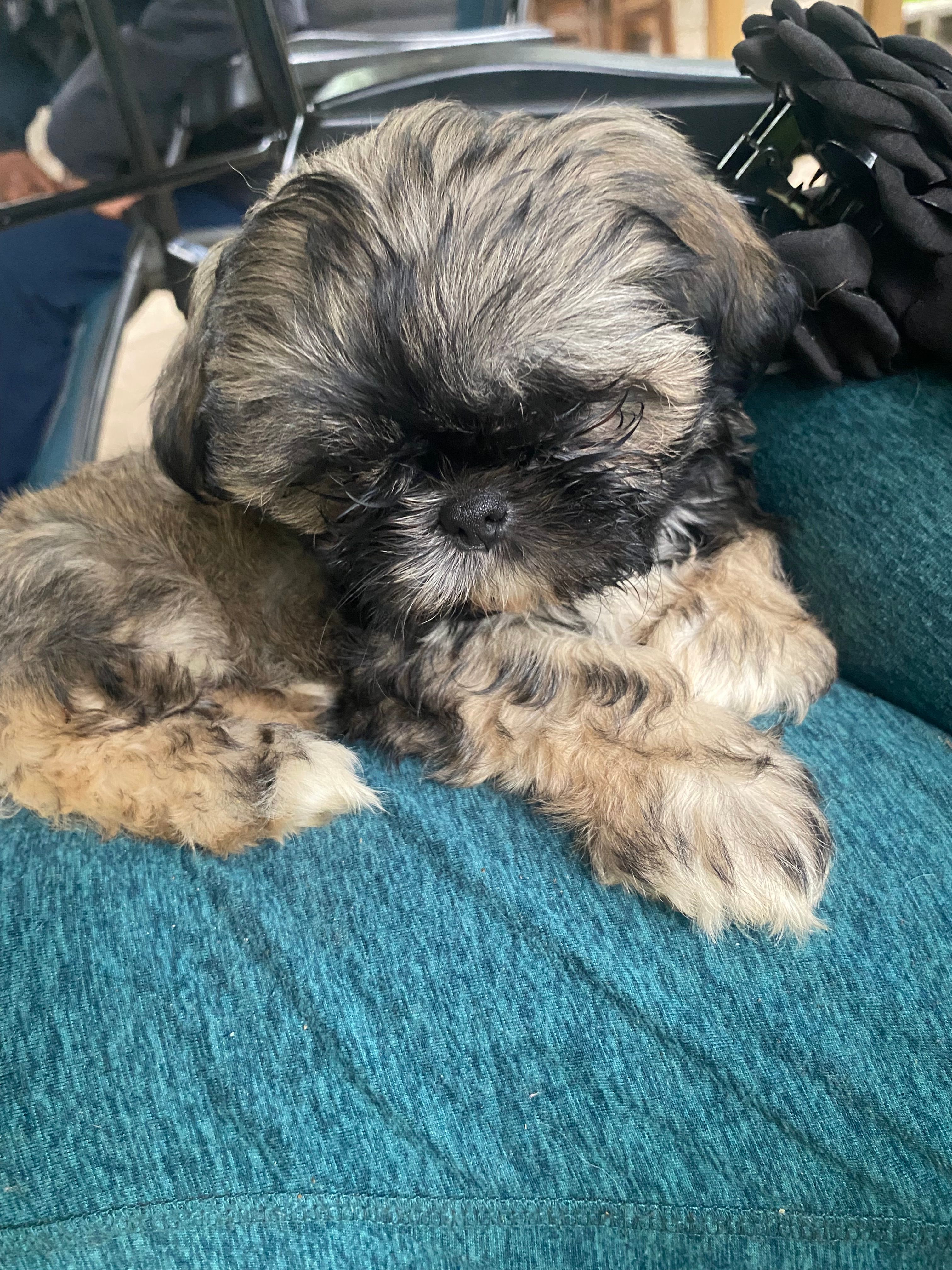 Osa – Shih Tzu puppy for sale in Fort Worth, TX
