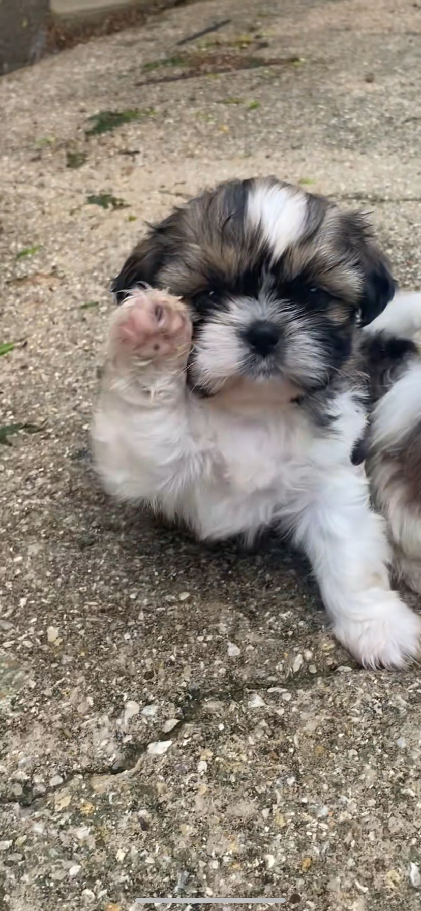 Pequeño  – Shih Tzu puppy for sale in Fort Worth, TX