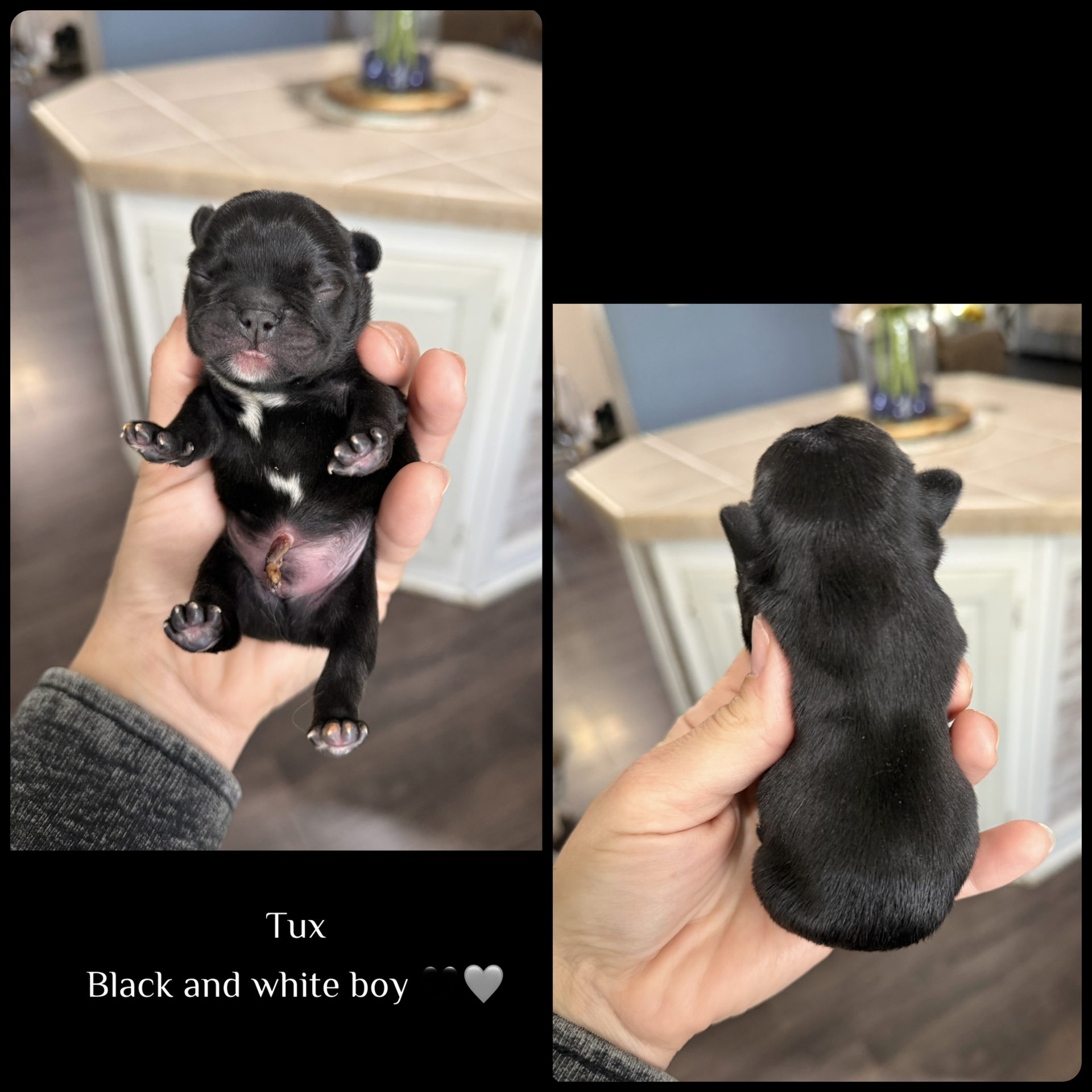 Tux – French Bulldog puppy for sale in Winston-Salem, NC