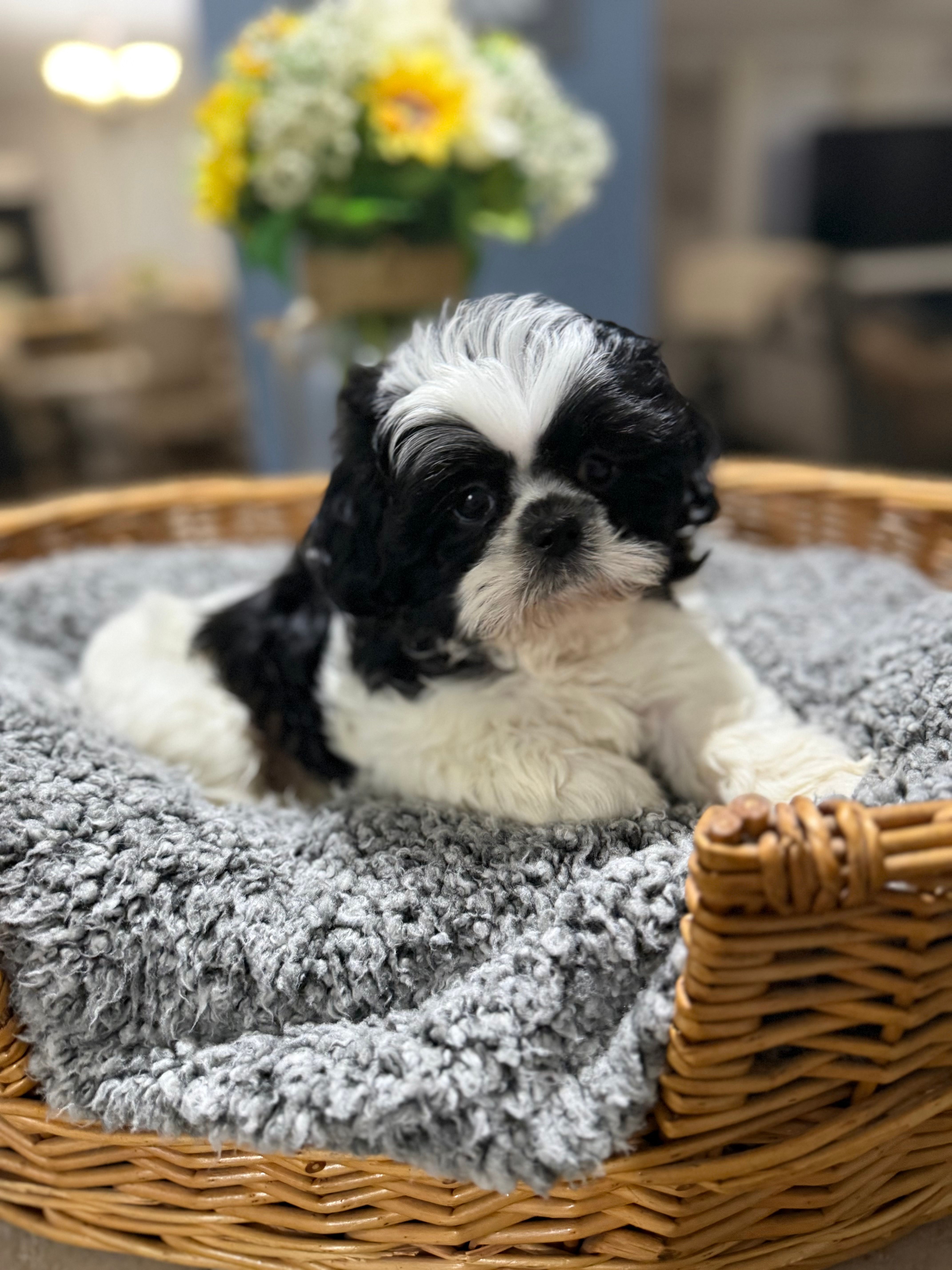 Koa – Shih Tzu puppy for sale in Winston-Salem, NC