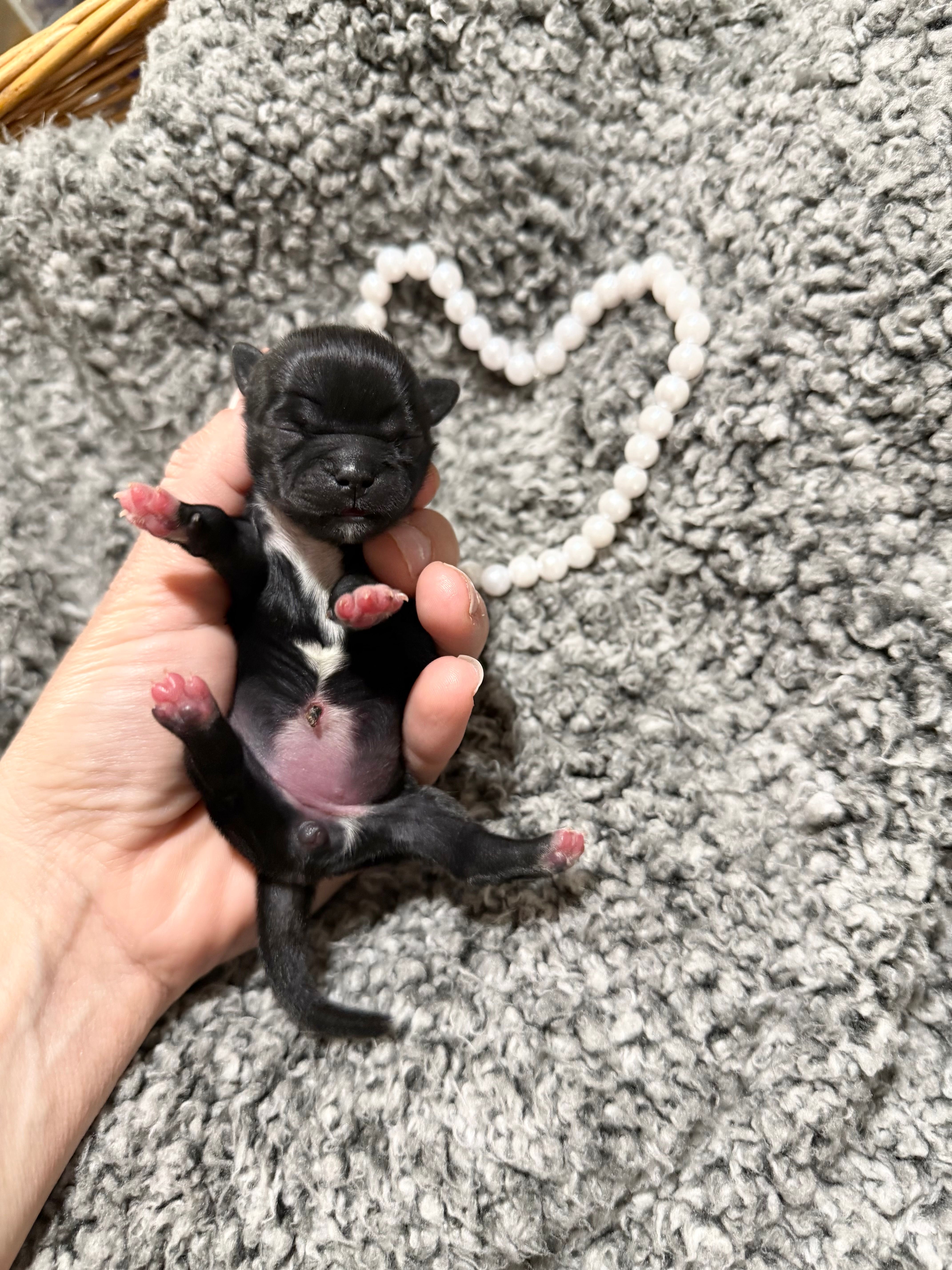 Vera  – Shih Tzu puppy for sale in Winston-Salem, NC