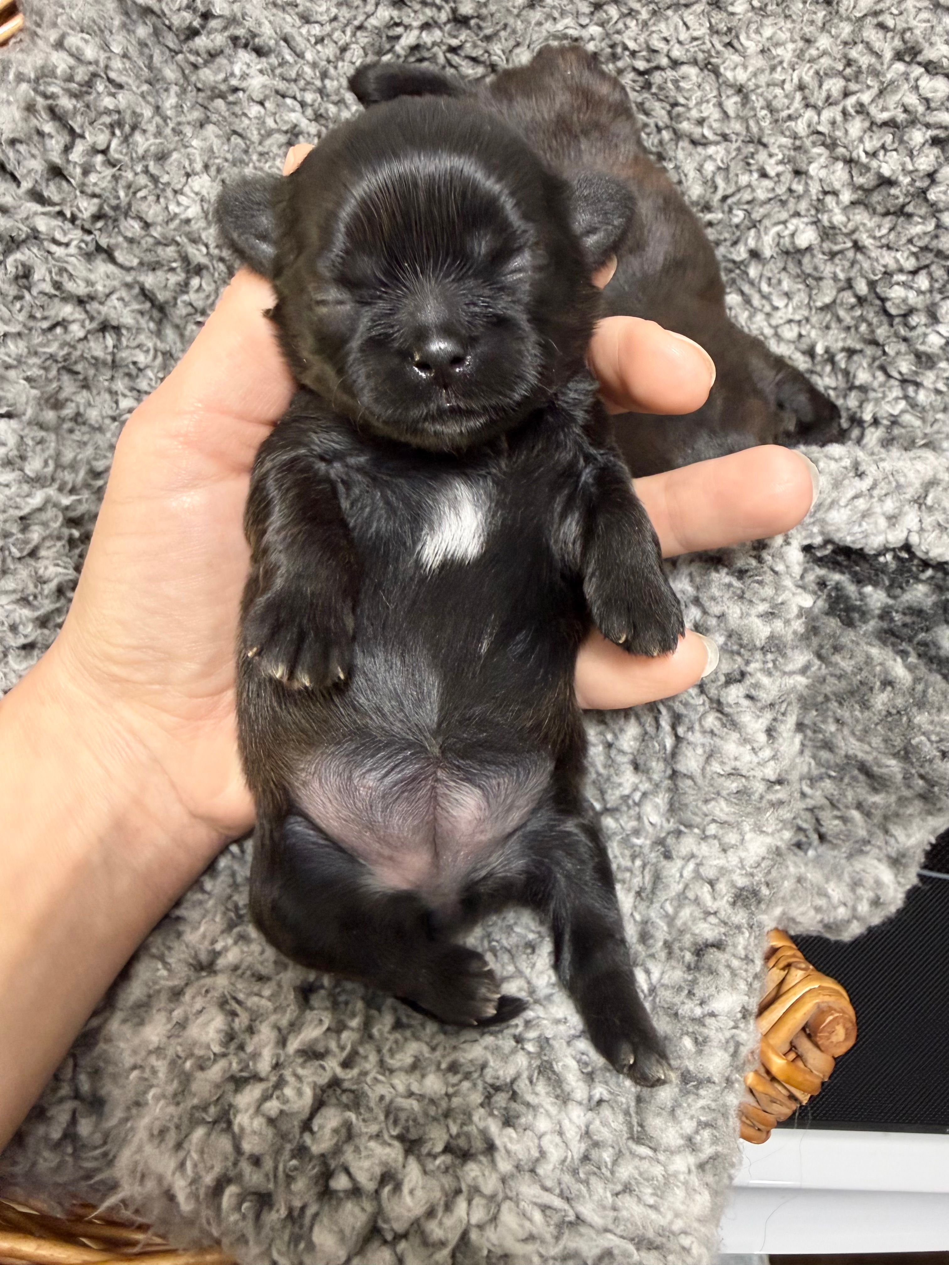 Blue girl Raine  – Shih Tzu puppy for sale in Winston-Salem, NC