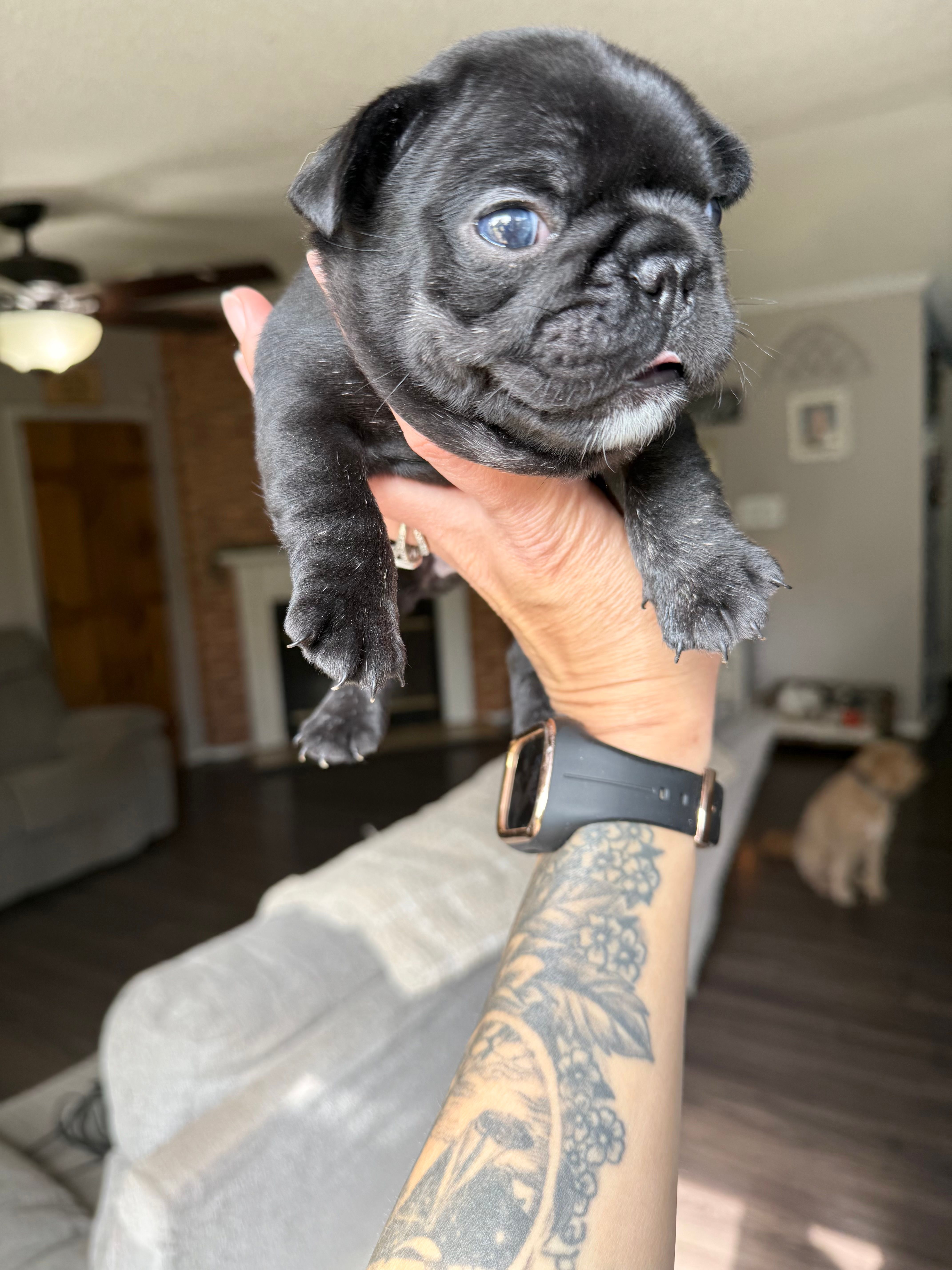 Tux – French Bulldog puppy for sale in Winston-Salem, NC