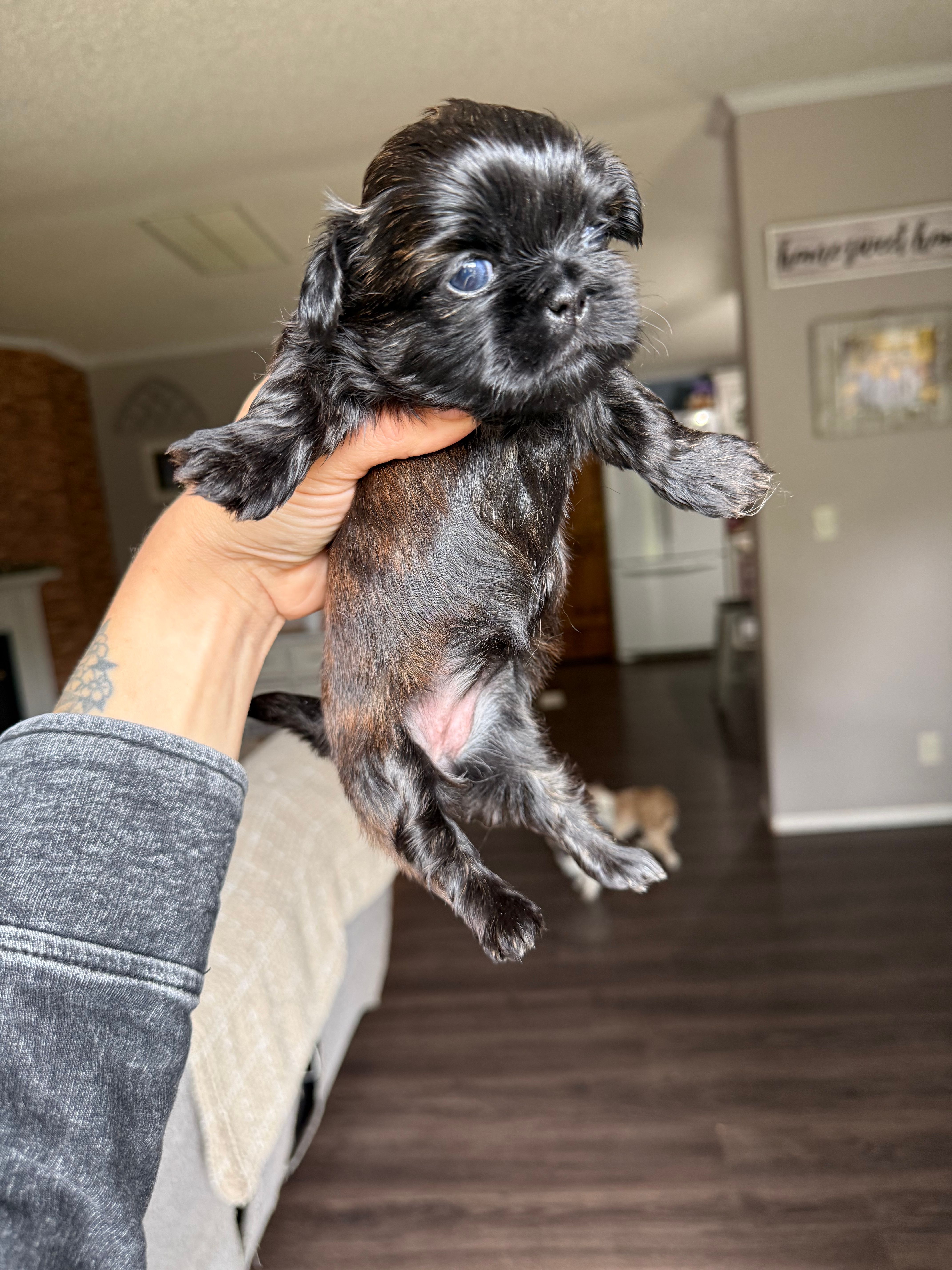Silver Blue girl Tulu  – Shih Tzu puppy for sale in Winston-Salem, NC
