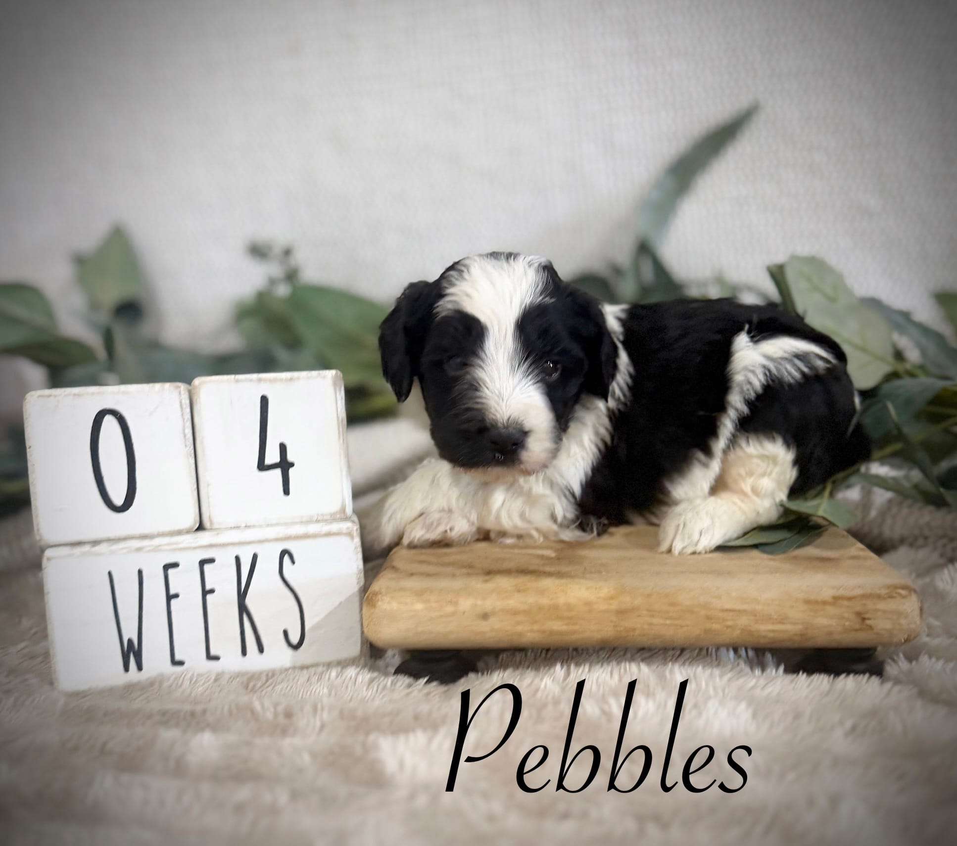 Pebbles – Bernedoodle puppy for sale in Purdy, MO