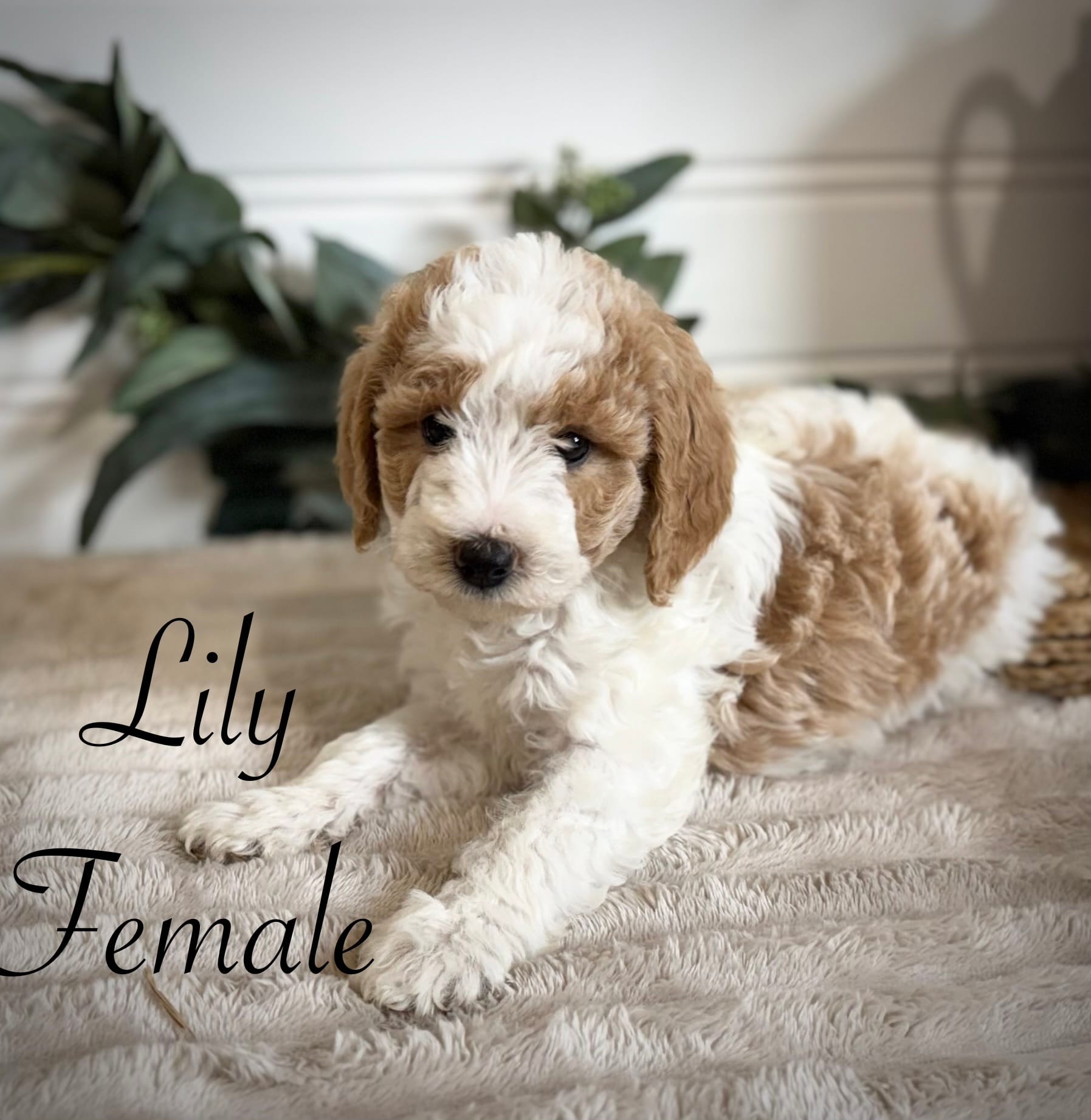 Lily – Bernedoodle puppy for sale in Purdy, MO