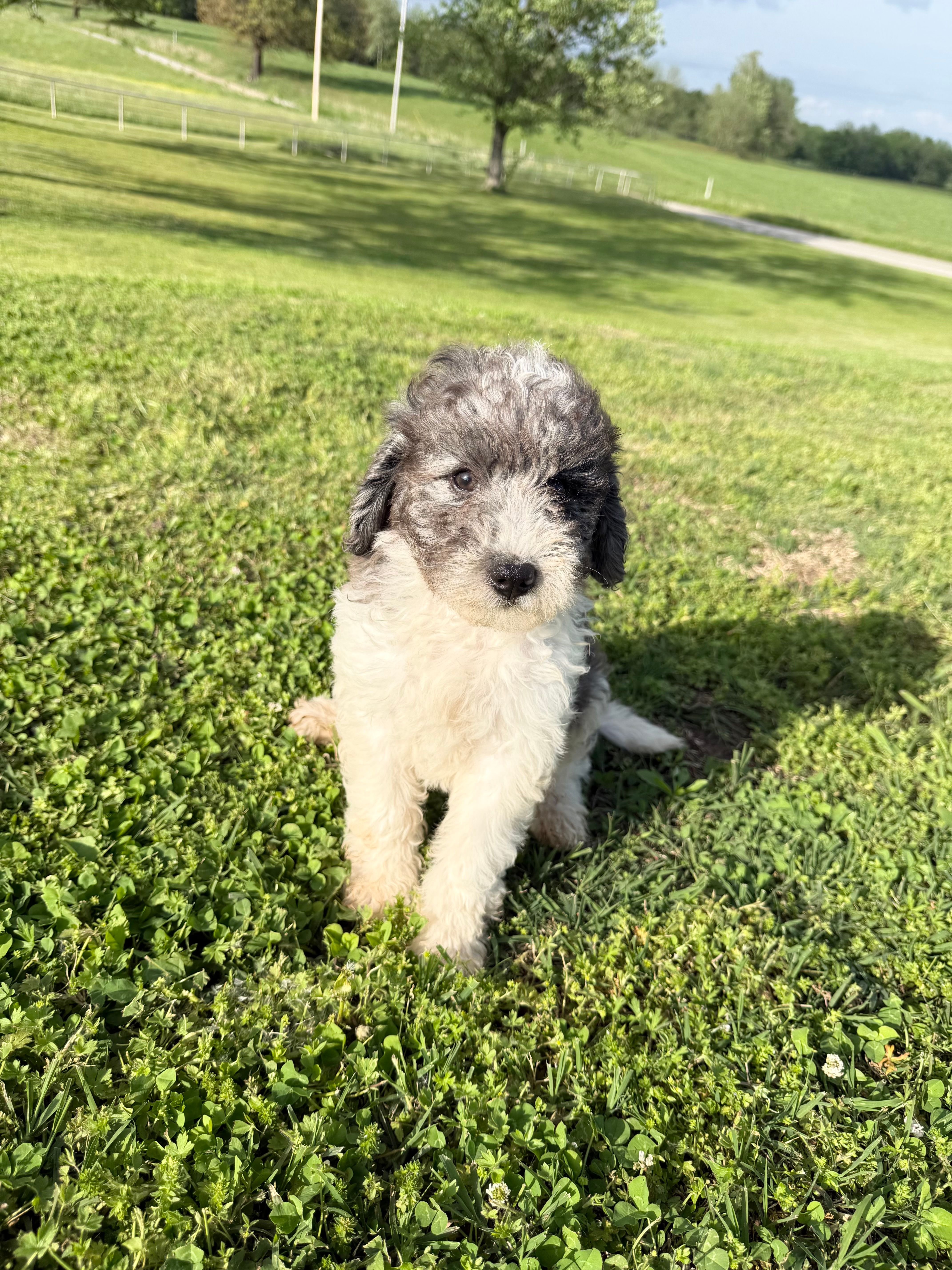 Sunny – Bernedoodle puppy for sale in Purdy, MO