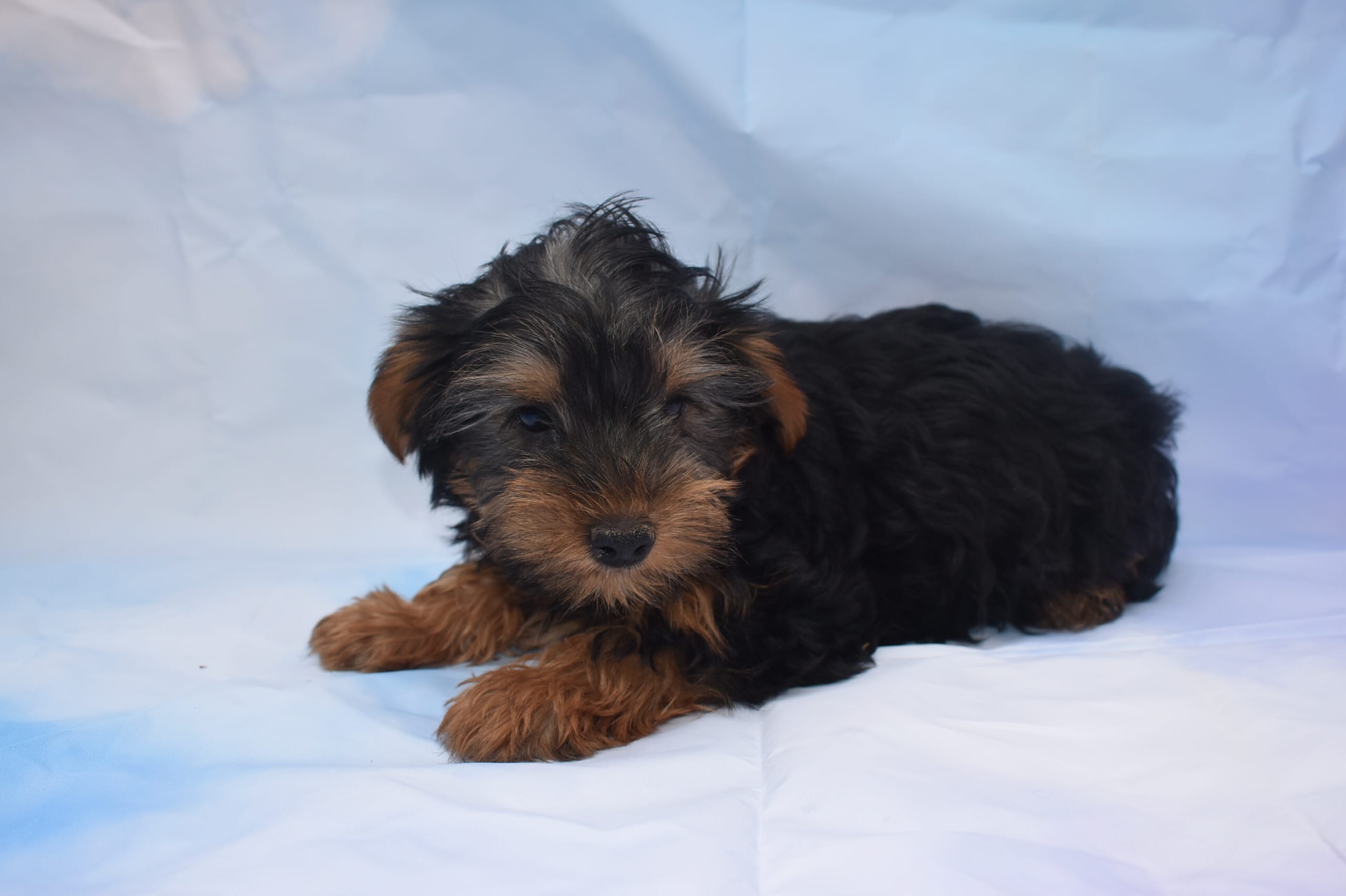 white face mork – Morkie puppy for sale in Jefferson, SC