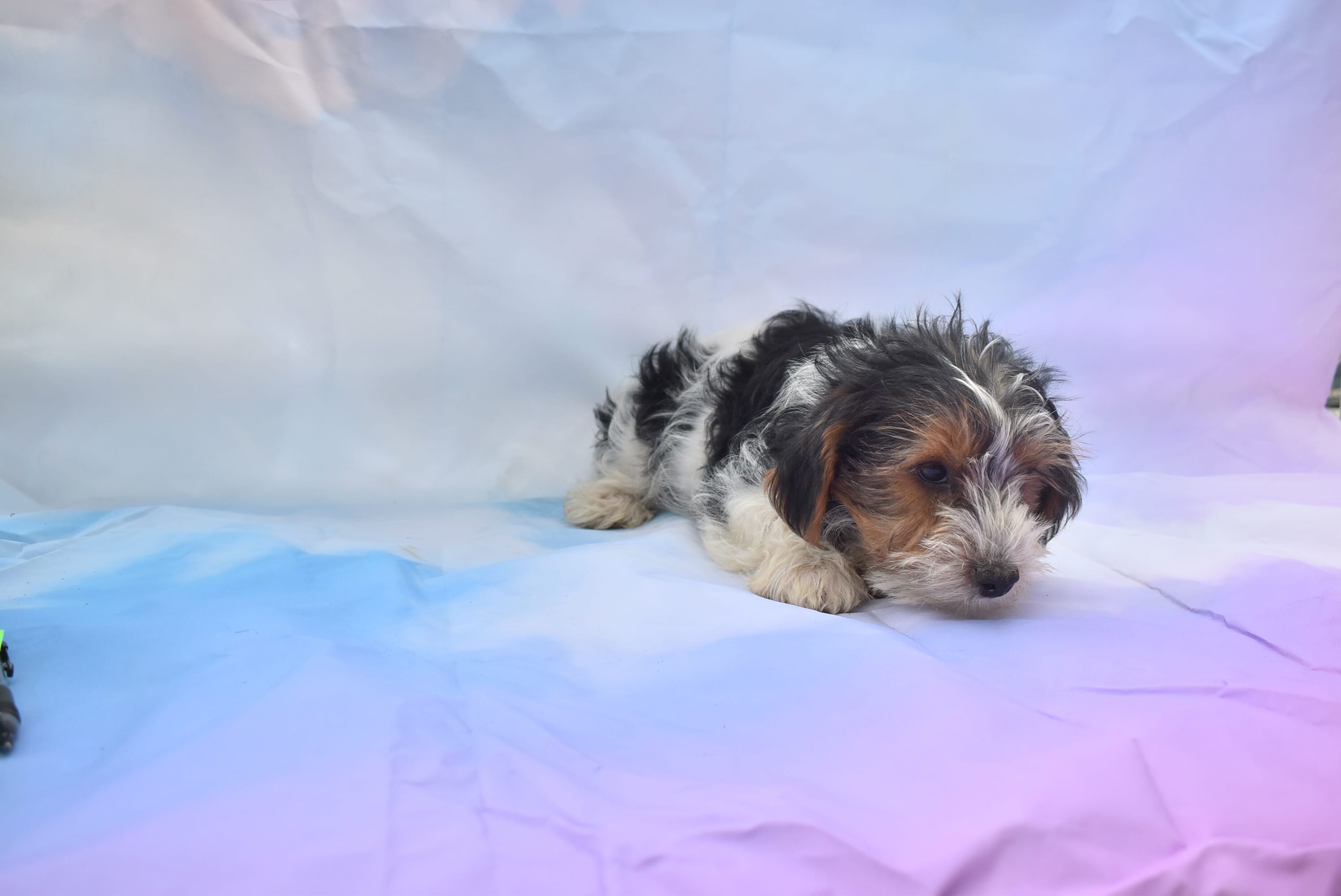 boy boy – Biewer puppy for sale in Jefferson, SC