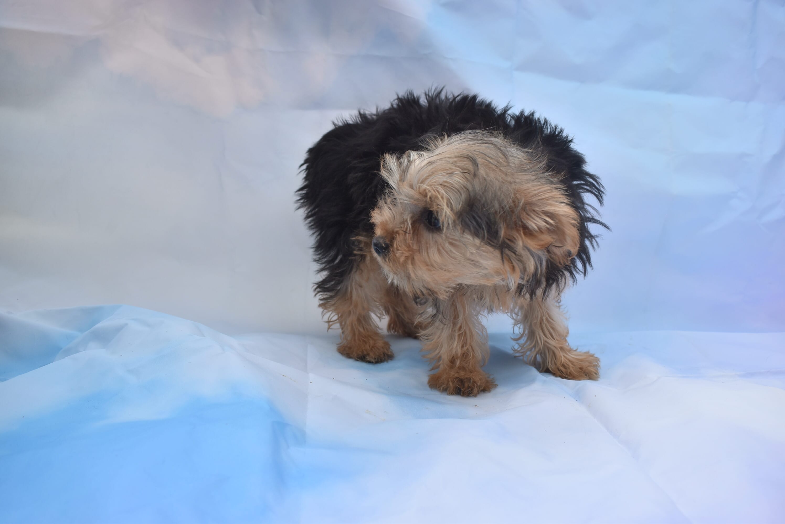  baby boy – Yorkshire Terrier puppy for sale in Jefferson, SC
