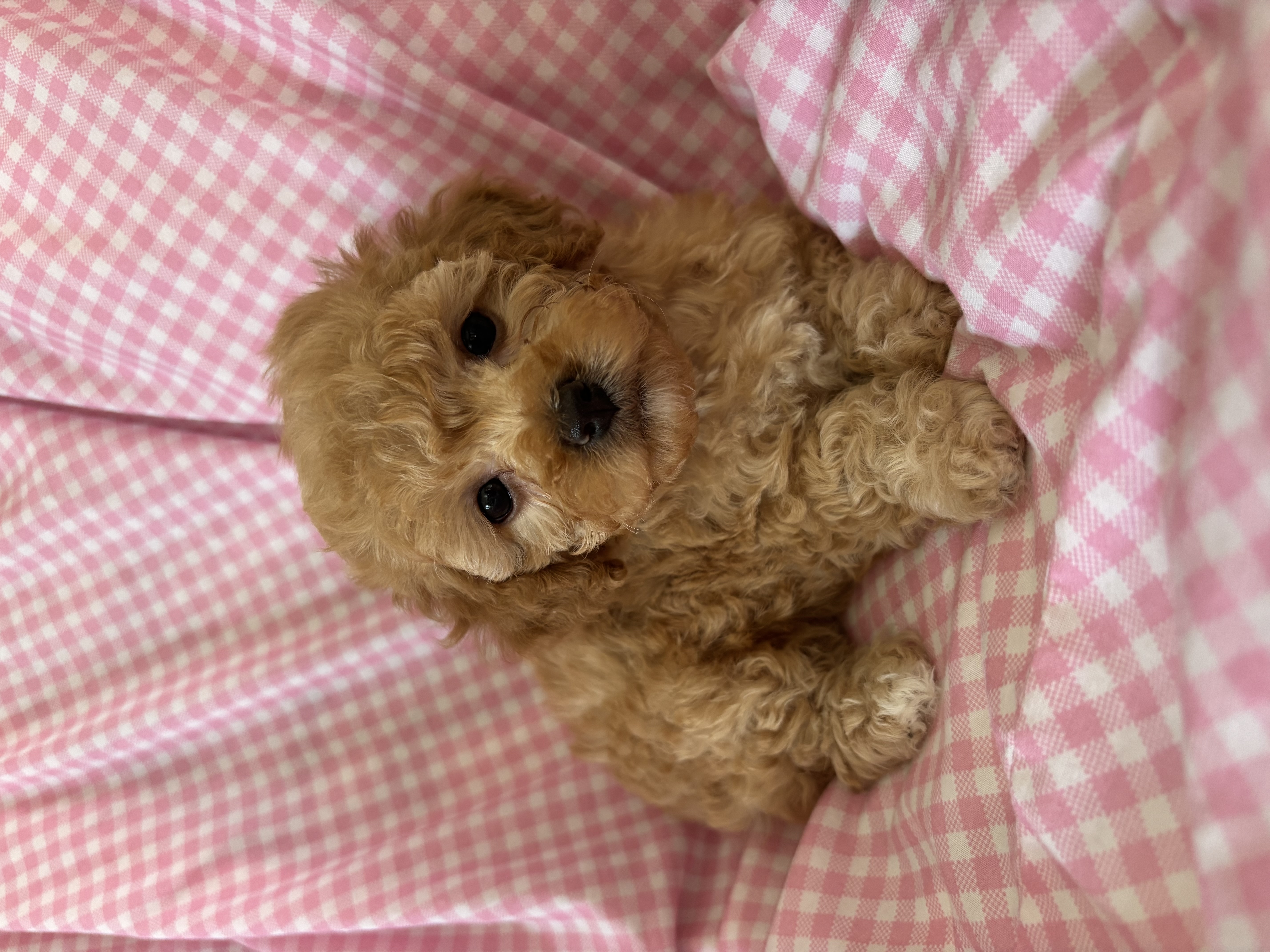 Lolly – Poodle - Toy  puppy for sale in Bonduel, WI