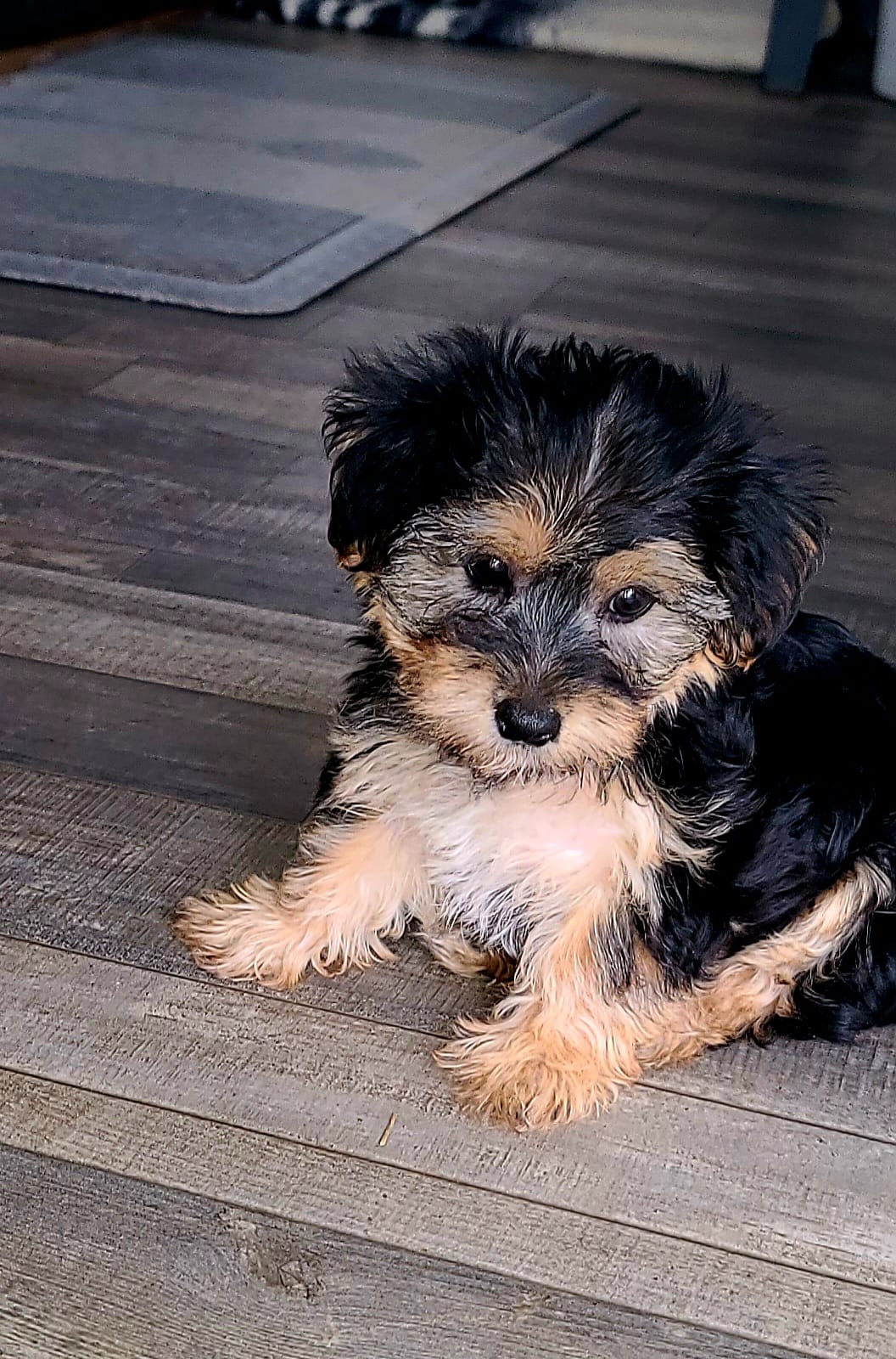 Chickaa – Yorkshire Terrier, Poodle - Toy  puppy for sale in Cimarron, KS