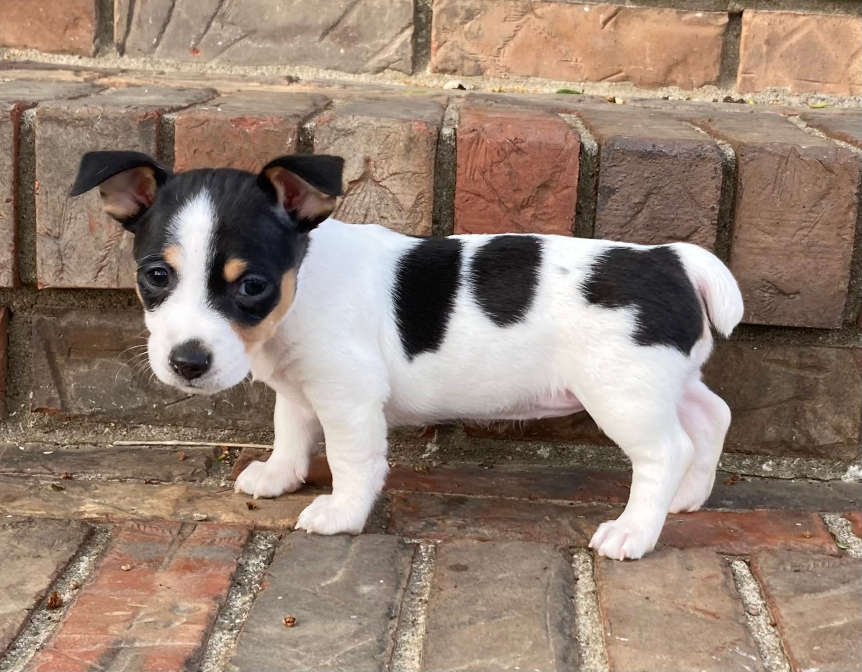 Black tri piebald – Rat Terrier, Teddy Roosevelt Terrier puppy for sale in Russellville, KY